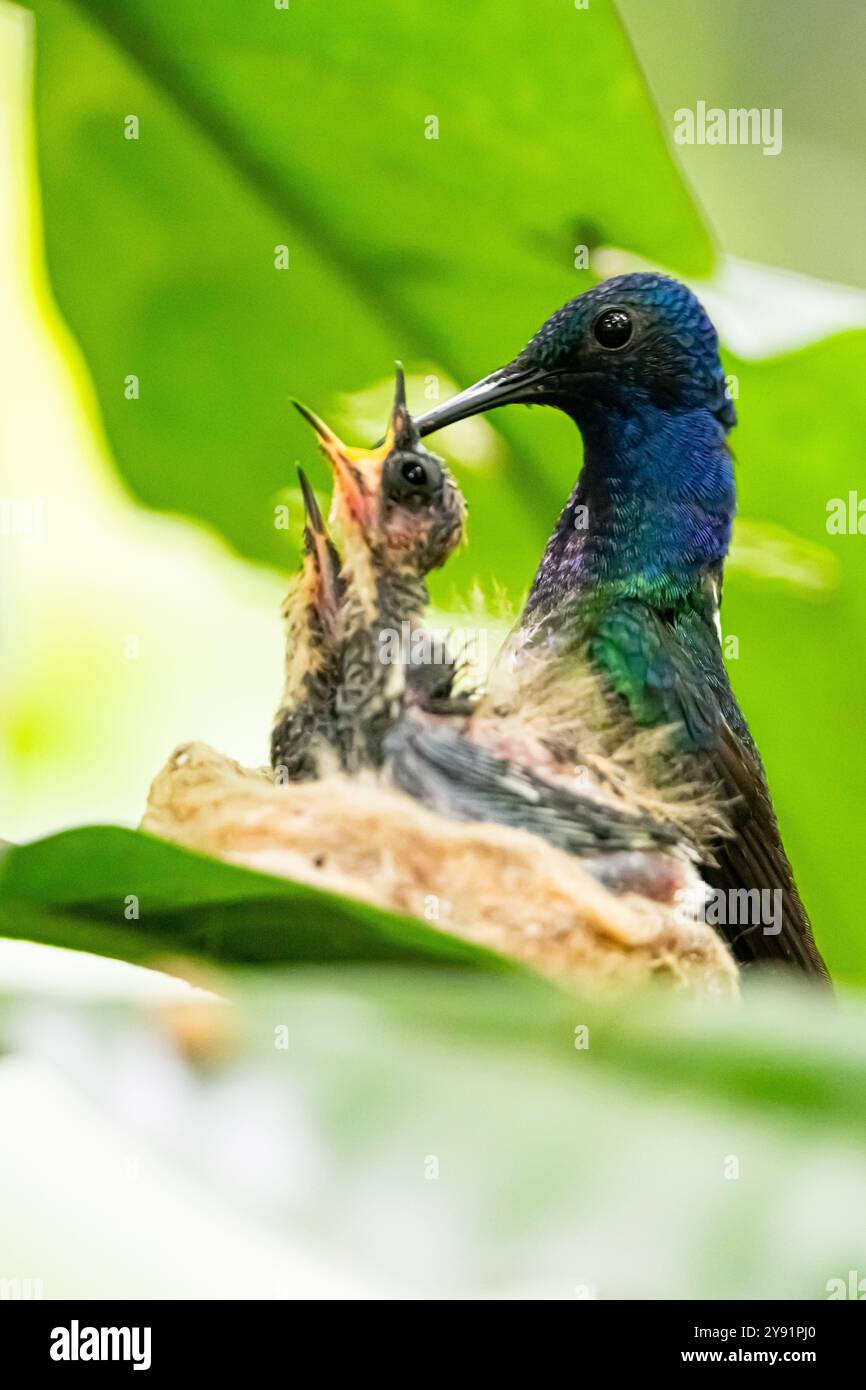 Female White-necked Jacobin Hummingbird (Florisuga mellivora) with ...