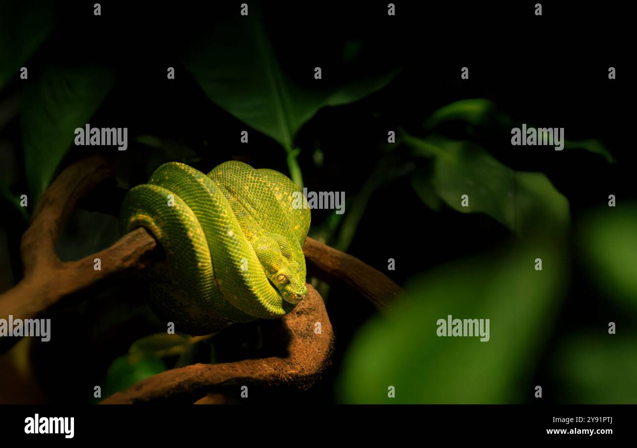 green python strikes on  branch in rain foreest Stock Photo