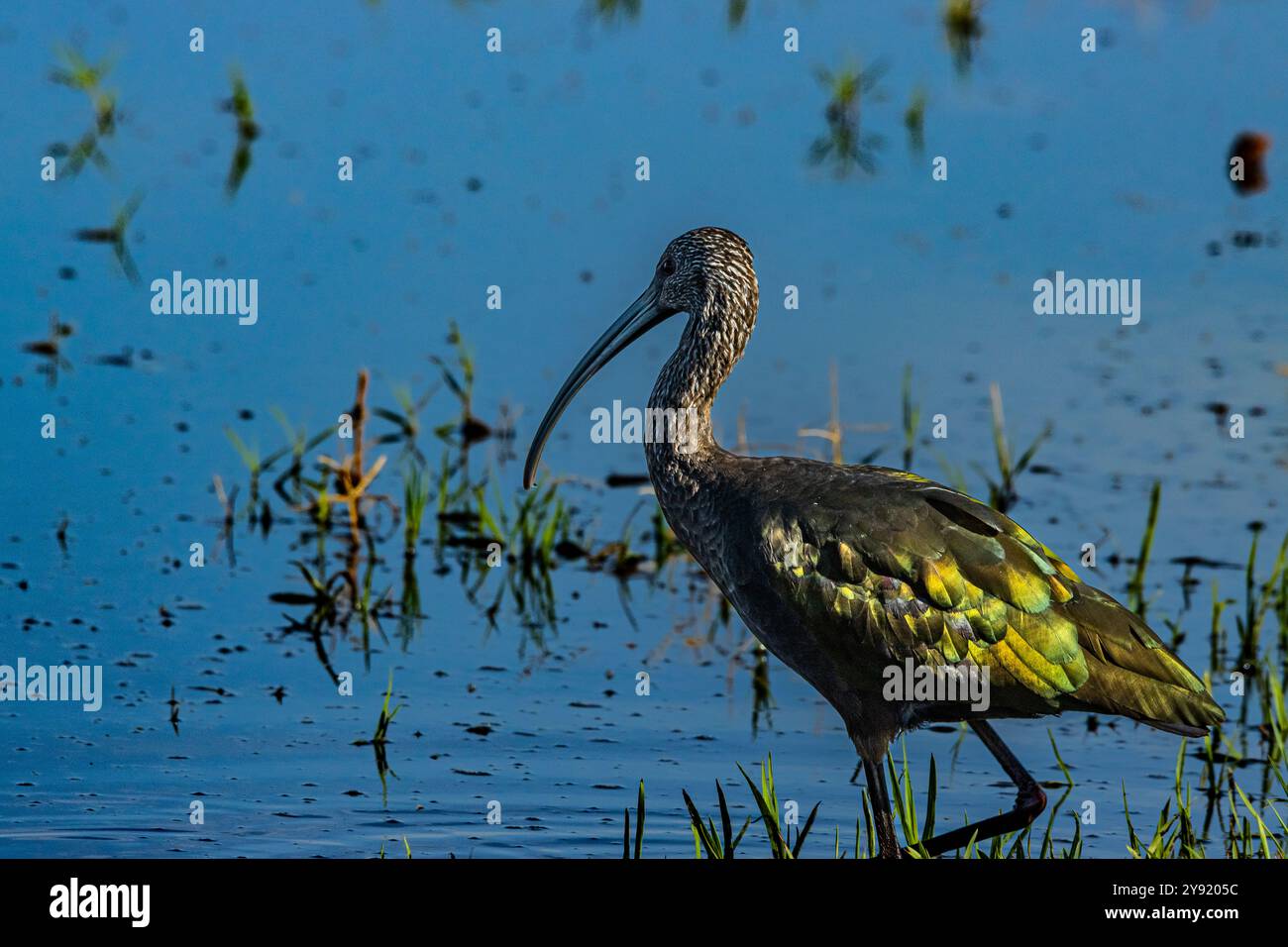 A White Faced Ibis (Plegadis chihi, makes an early arrival in October ...