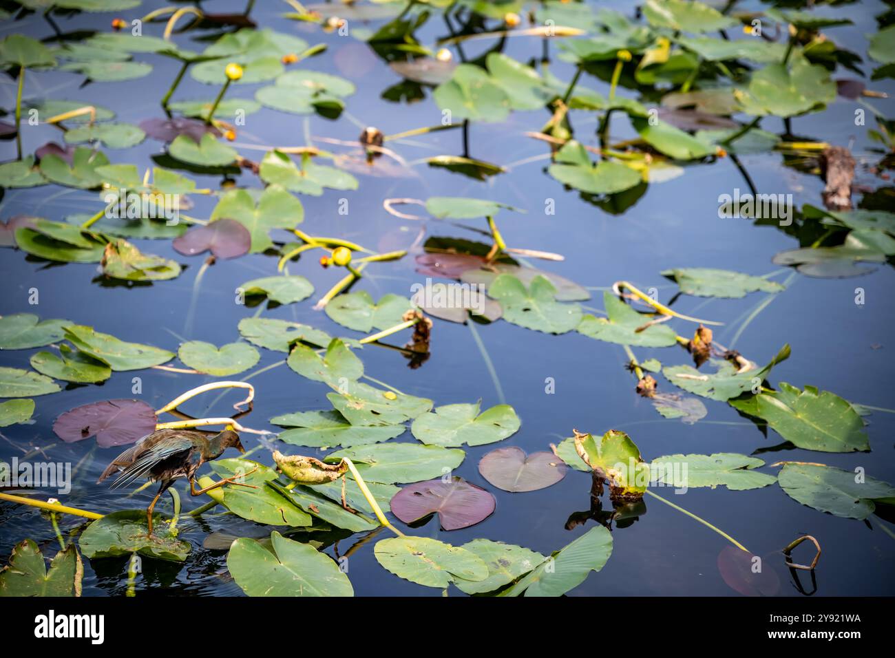 Purple Gallinule walking on lily pads in the Florida everglades  Stock Photo