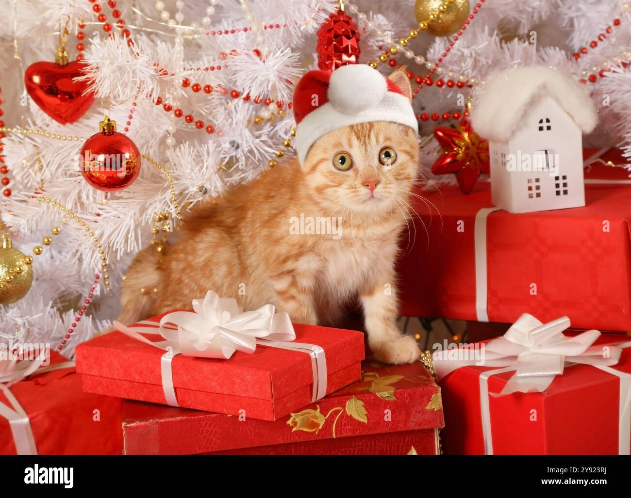 Cute red-haired kitten in a Santa Claus hat sits under a Christmas tree ...