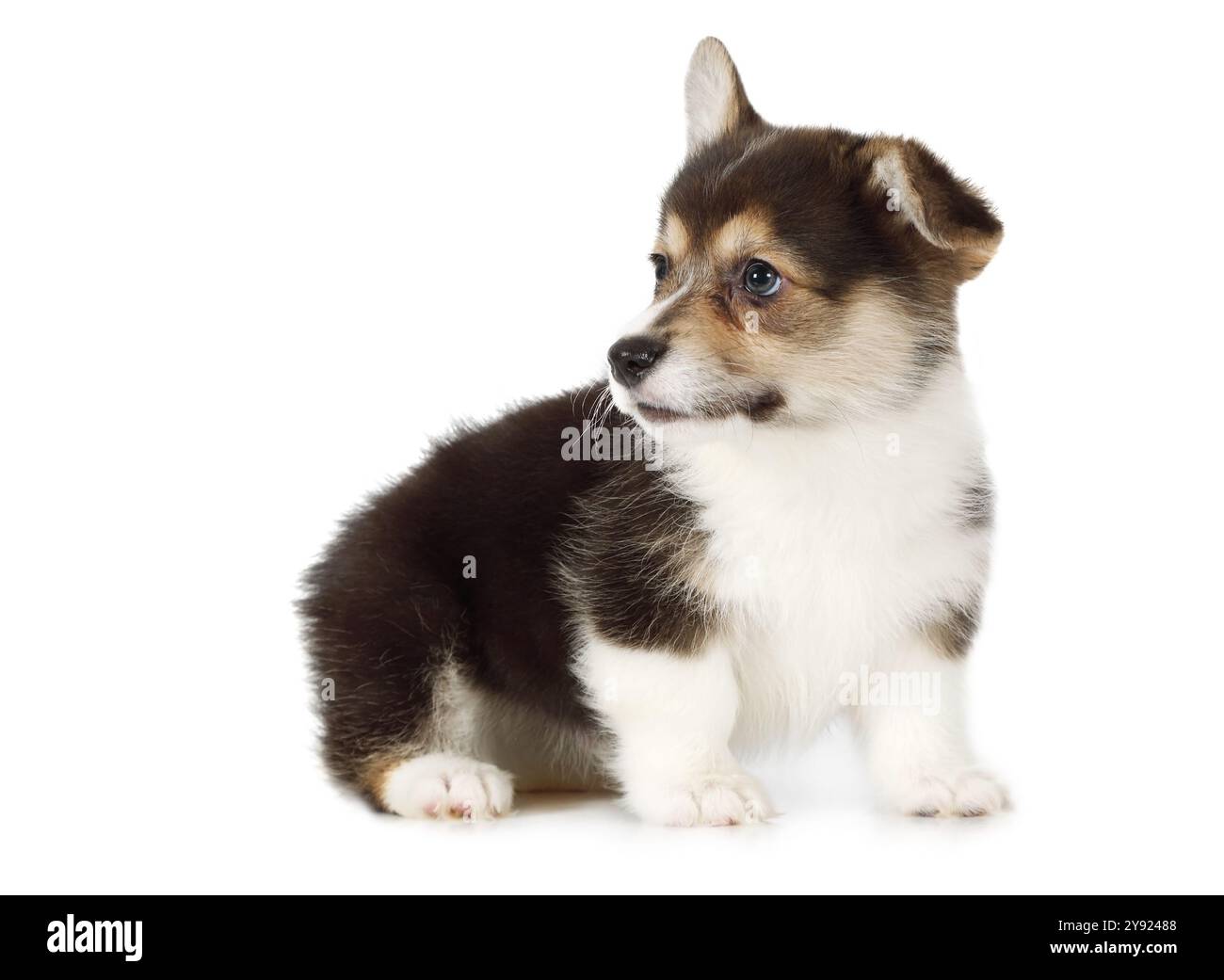 Welsh Corgi Pembroke puppy isolated on white background Stock Photo - Alamy