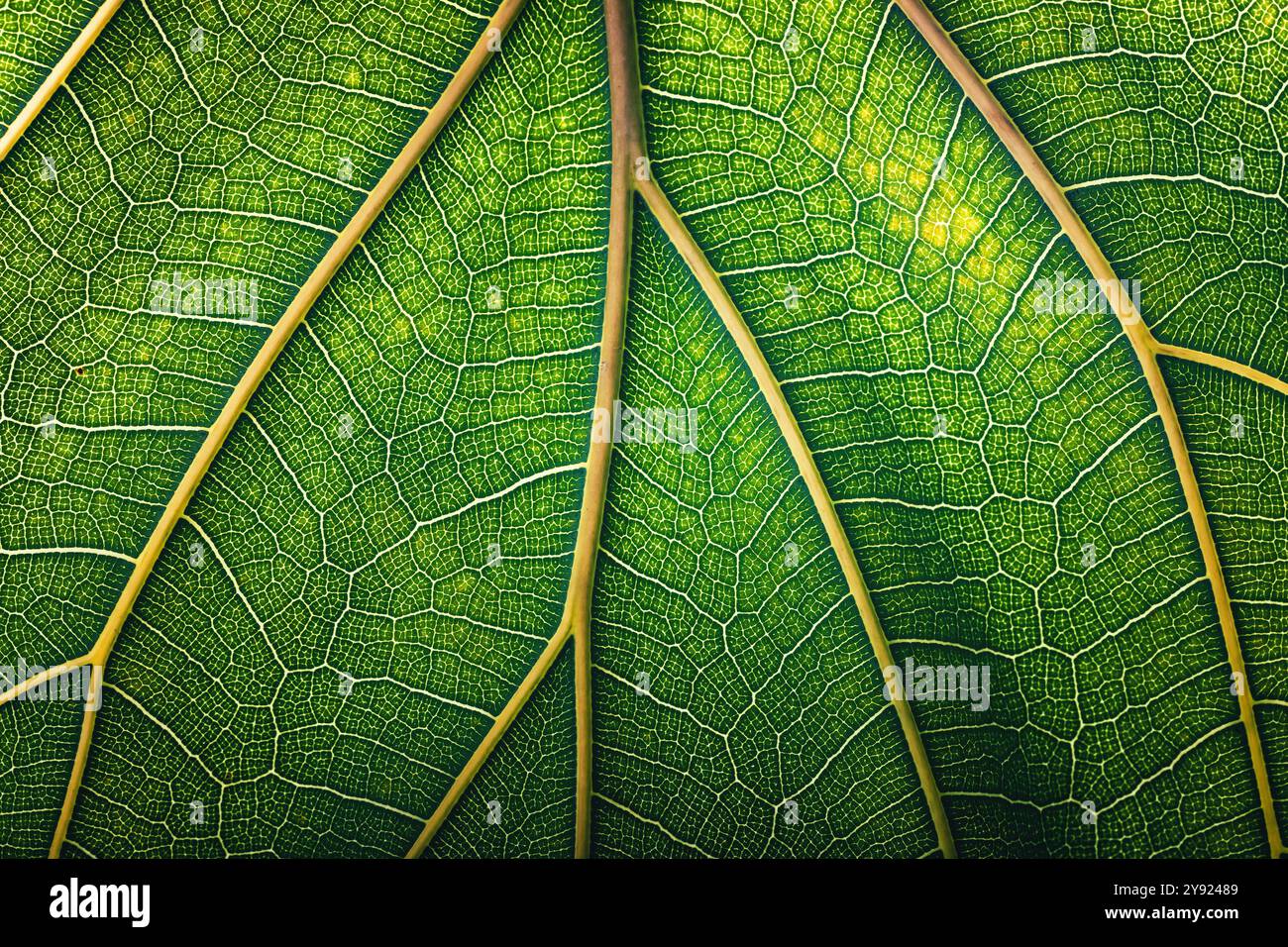 eco texture of green leaf with vein structure as background Stock Photo ...