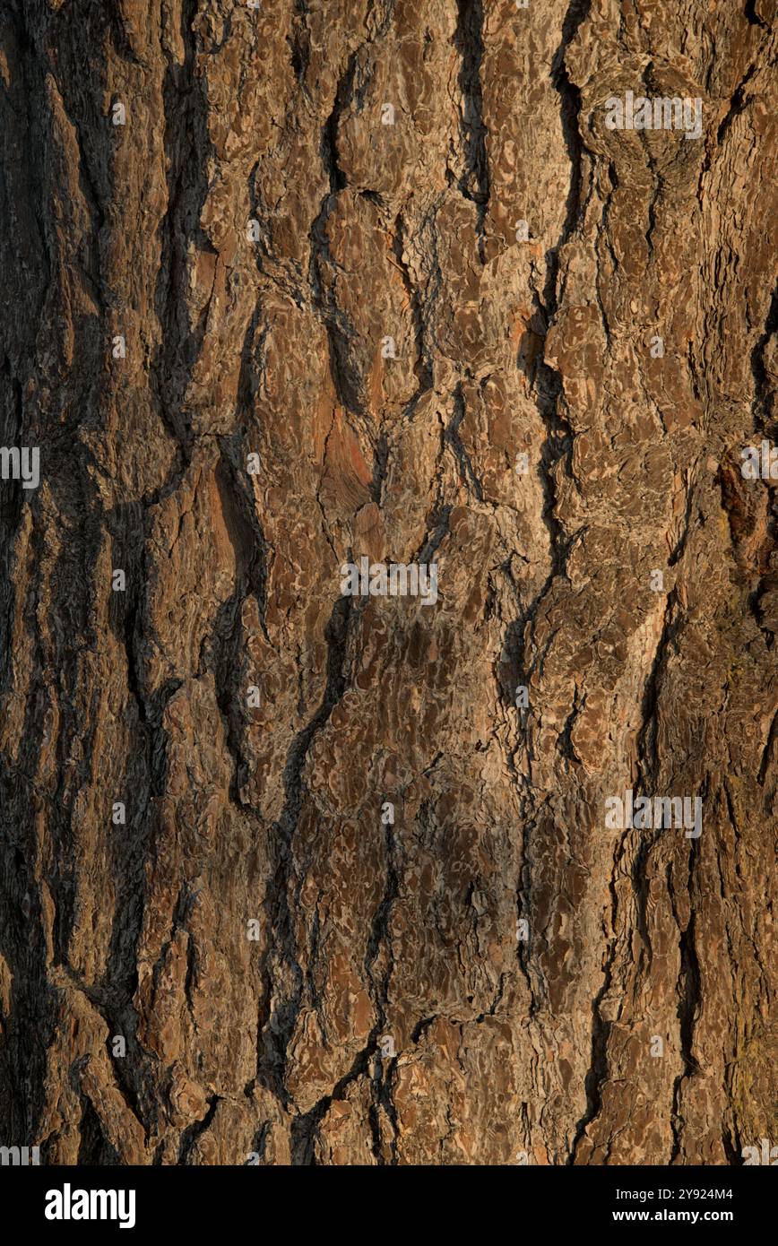 Shot tree bark, closeup defining its patterns, lines, character and ...