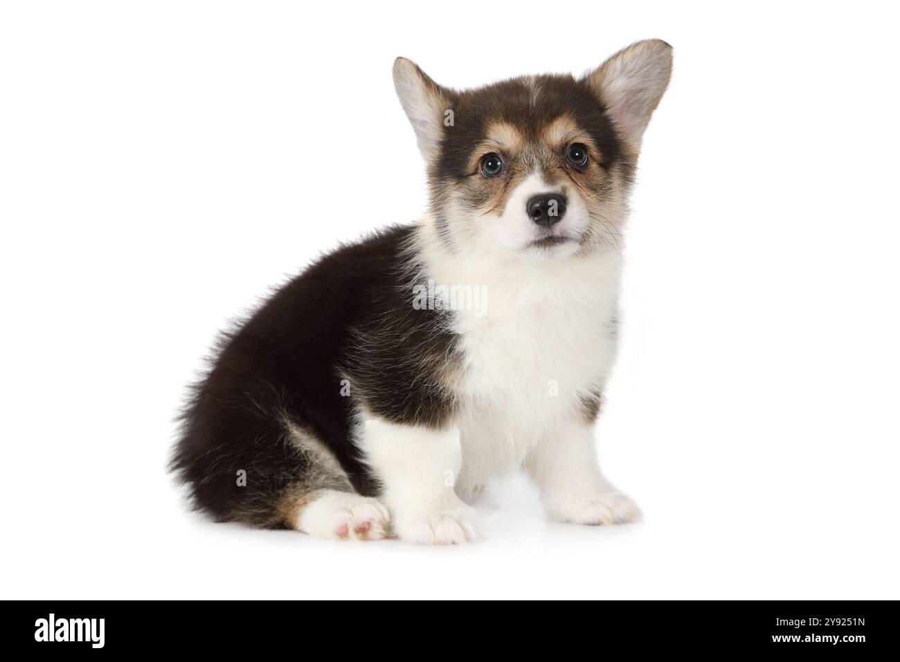 Purebred little Welsh Corgi Pembroke puppy isolated on white background ...