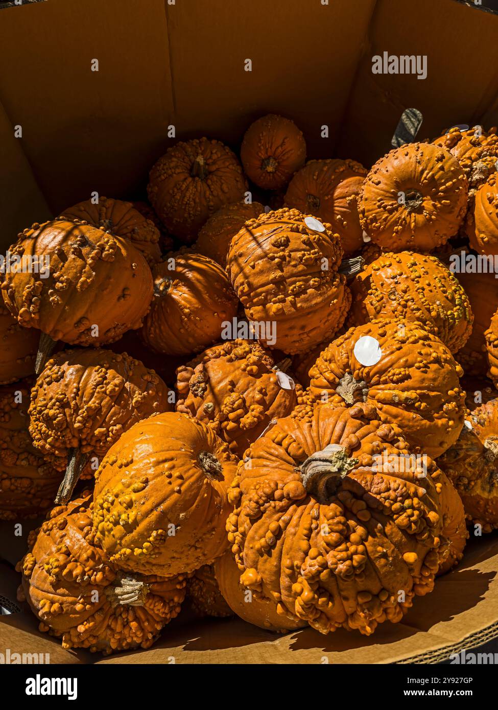 Orange Gourds in a Cardboard Box at a Supermarket - Smartphone Captured Stock Image