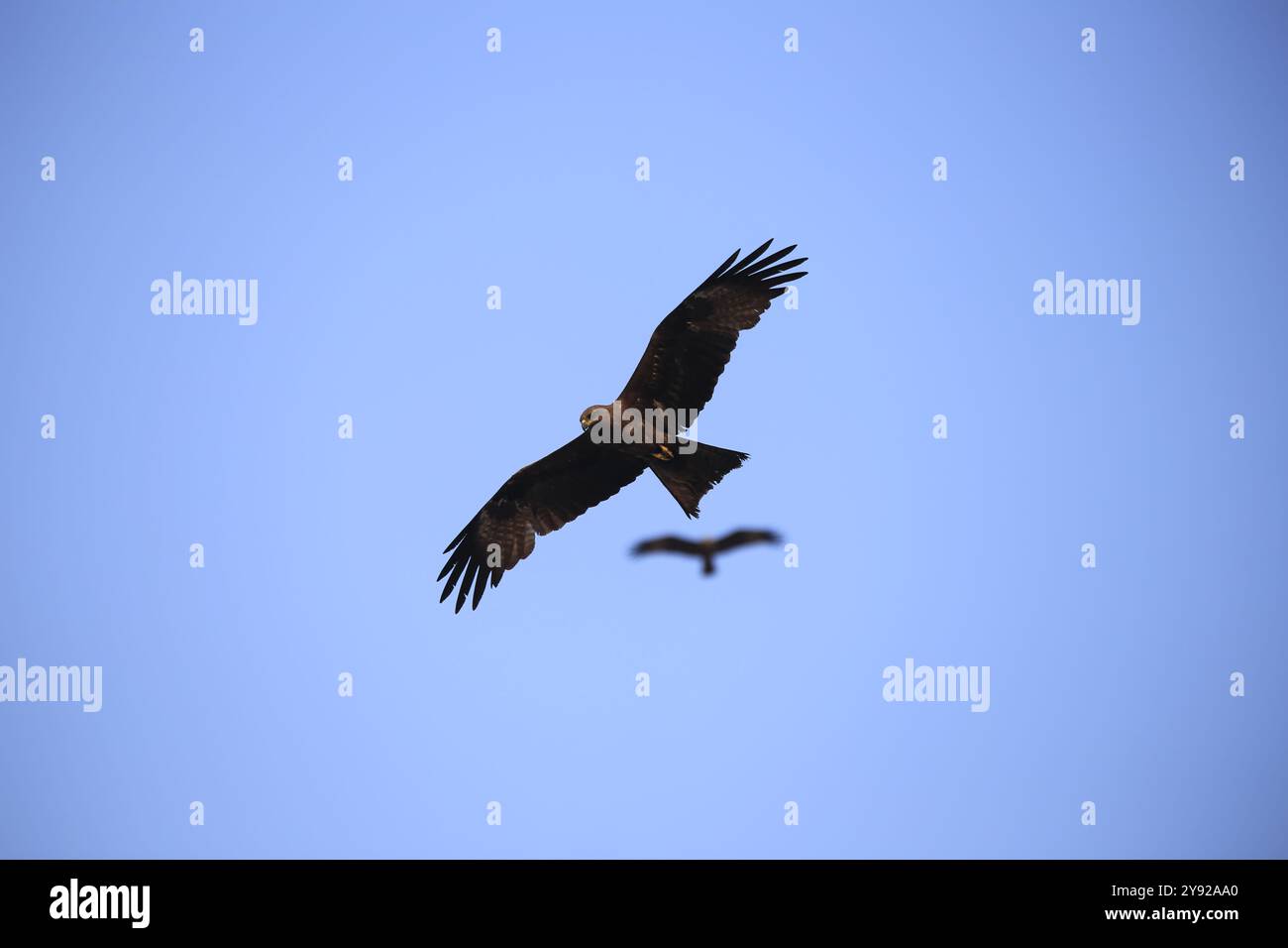 A bird of prey soaring high in a clear blue sky, wings spread wide ...
