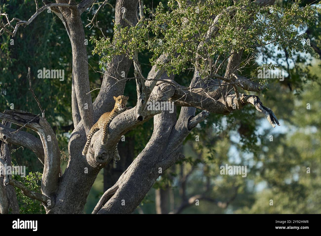 Leopard (Panthera pardus) resting in a tree in South Luangwa National ...