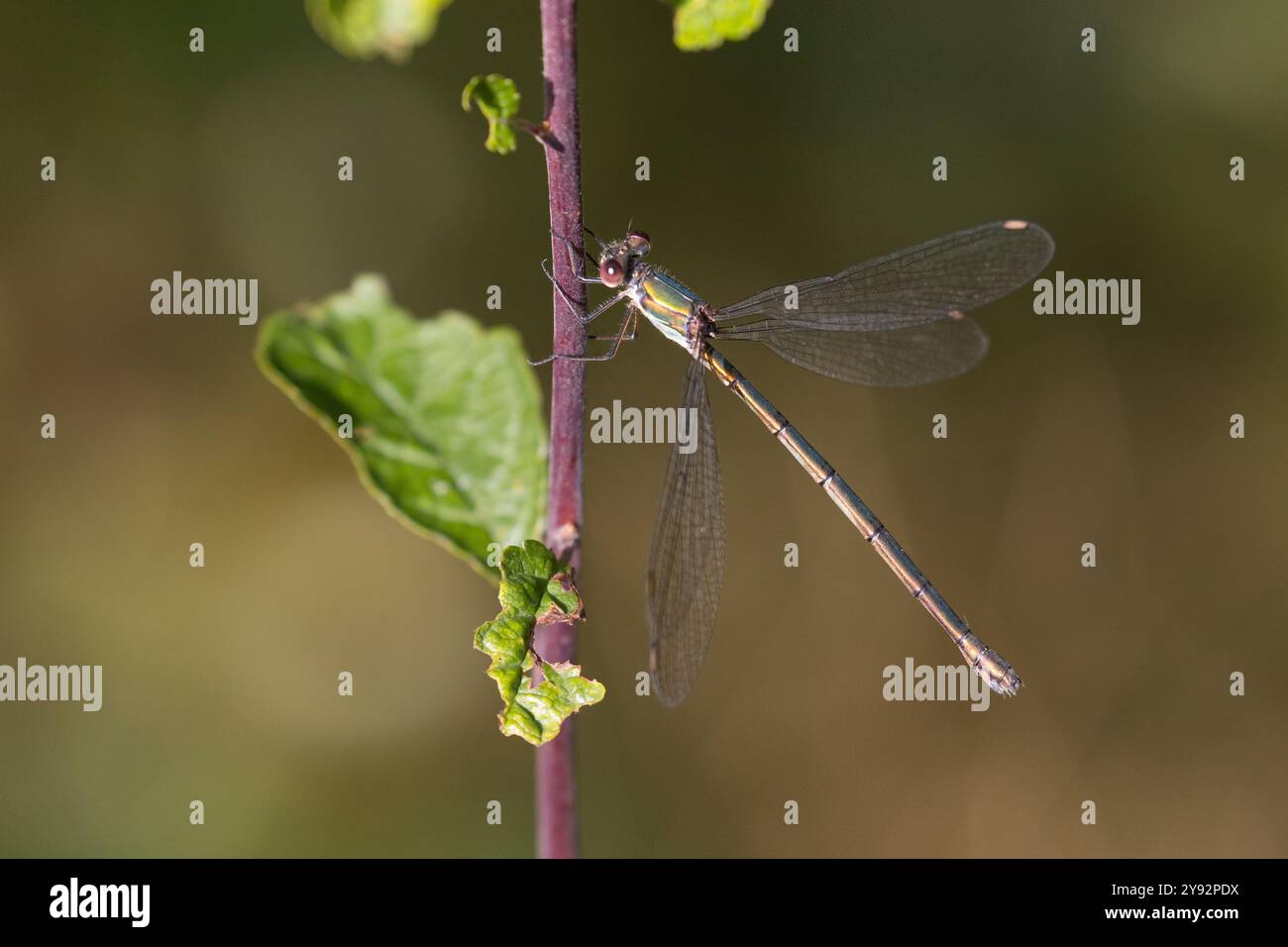 Weidenjungfer, Gemeine Weidenjungfer, Westliche Weidenjungfer, Große Binsenjungfer, Weibchen, Chalcolestes viridis, Lestes viridis, Willow Emerald Dam Stock Photo