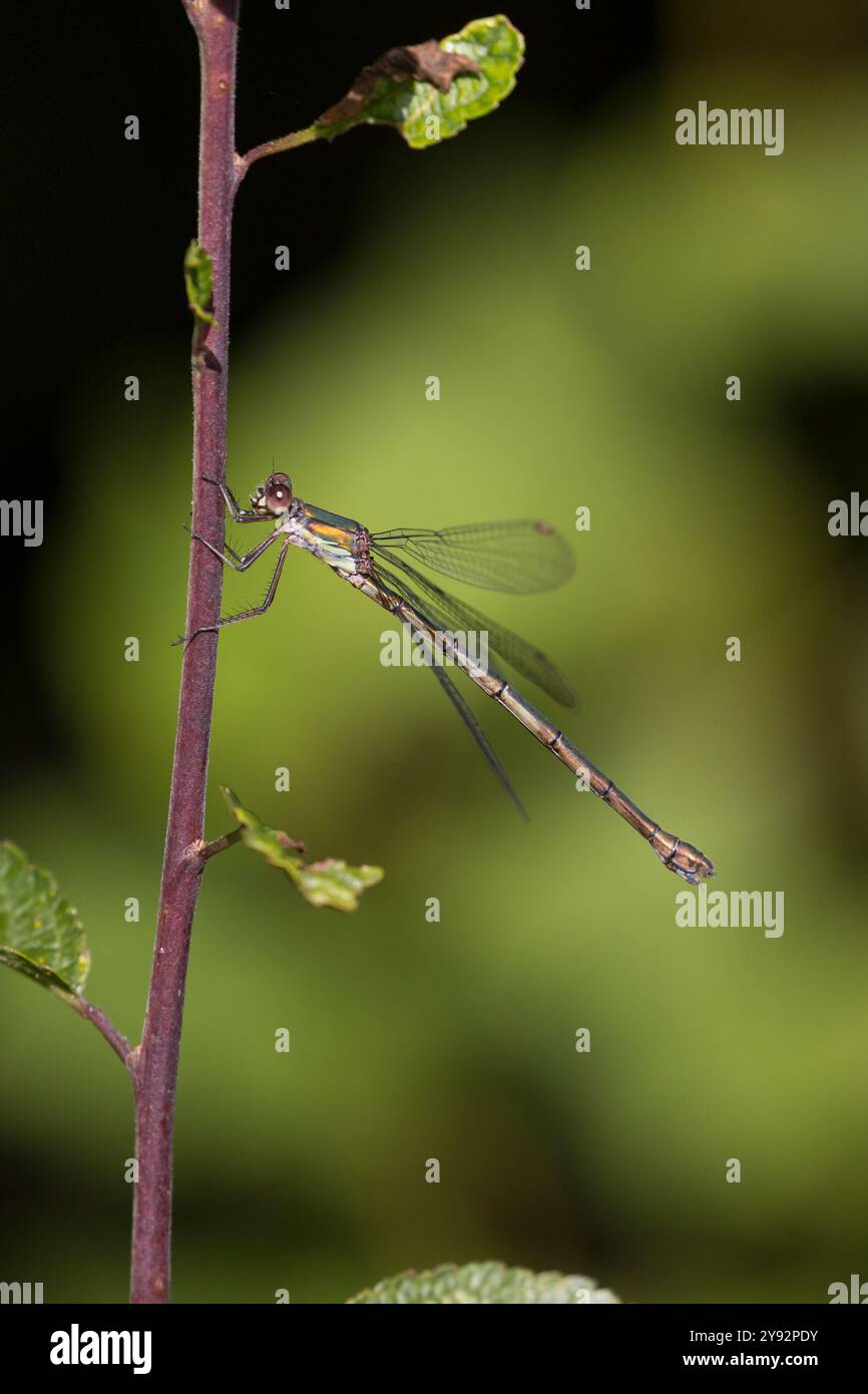 Weidenjungfer, Gemeine Weidenjungfer, Westliche Weidenjungfer, Große Binsenjungfer, Weibchen, Chalcolestes viridis, Lestes viridis, Willow Emerald Dam Stock Photo