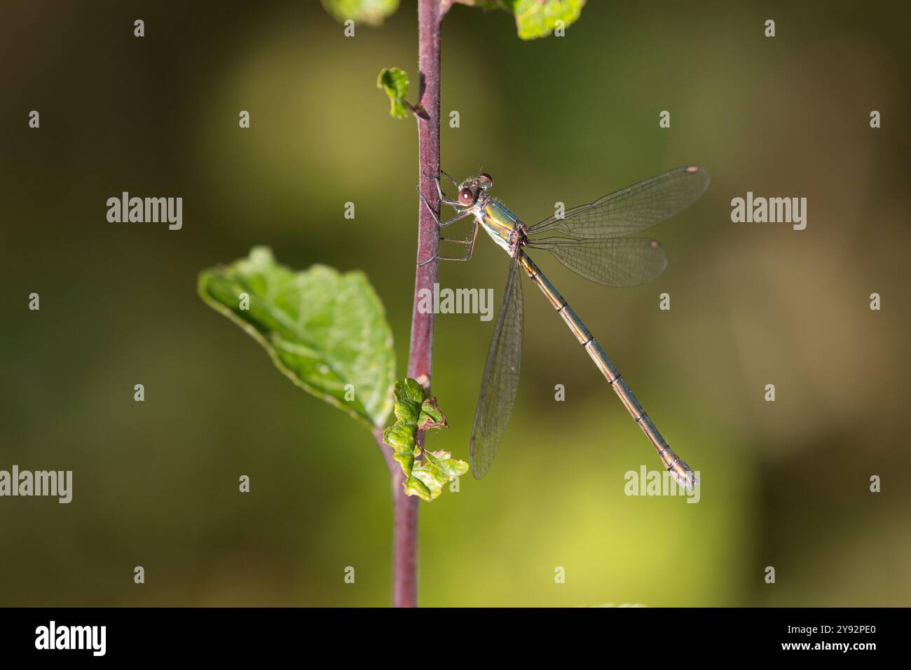 Weidenjungfer, Gemeine Weidenjungfer, Westliche Weidenjungfer, Große Binsenjungfer, Weibchen, Chalcolestes viridis, Lestes viridis, Willow Emerald Dam Stock Photo