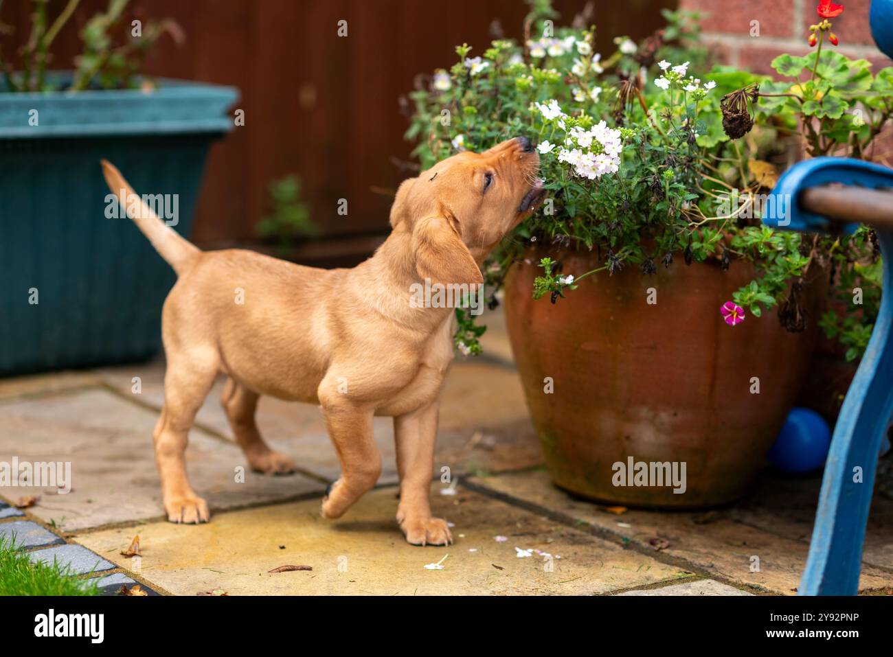 Image showcasing Fox red Labrador puppy dog being mischievous and eating flowers in a ...