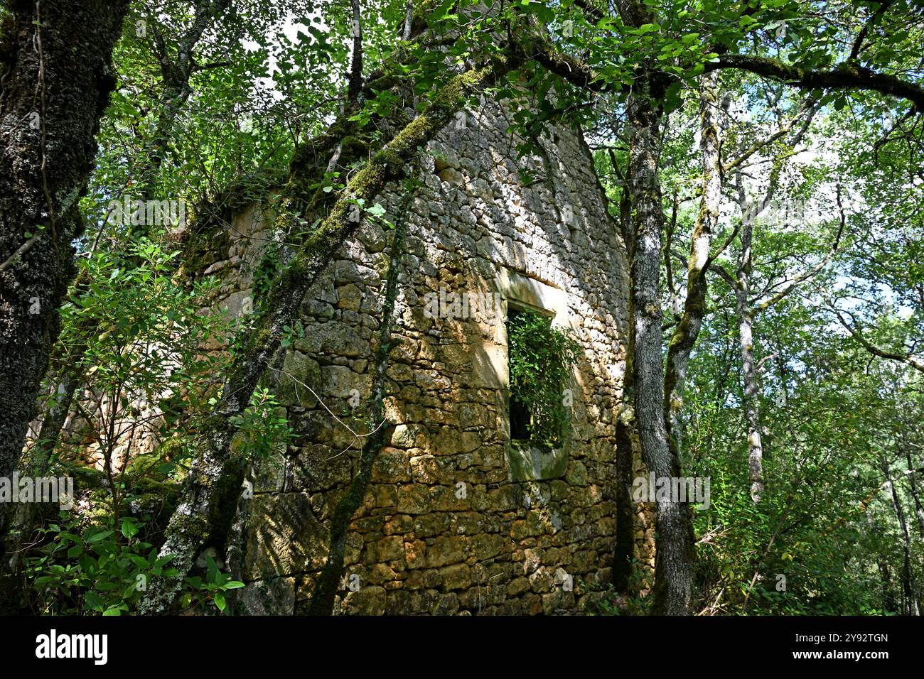 Remains of an old stone building hidden in the woods and reclaimed by ...