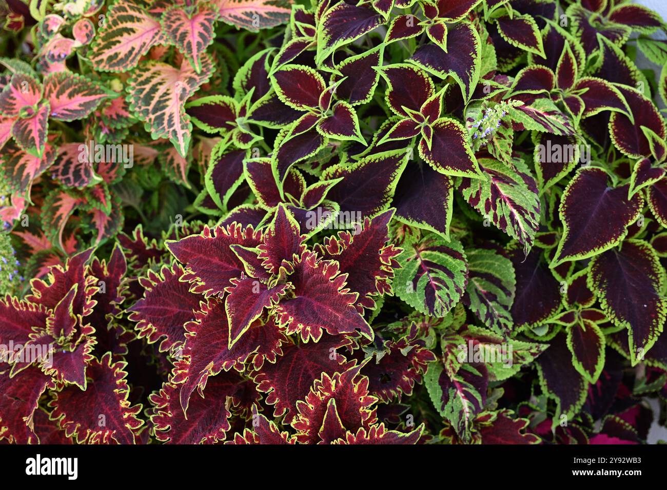 Coleous Red Variety of coleus plants with variegated red and green leaves Stock ...