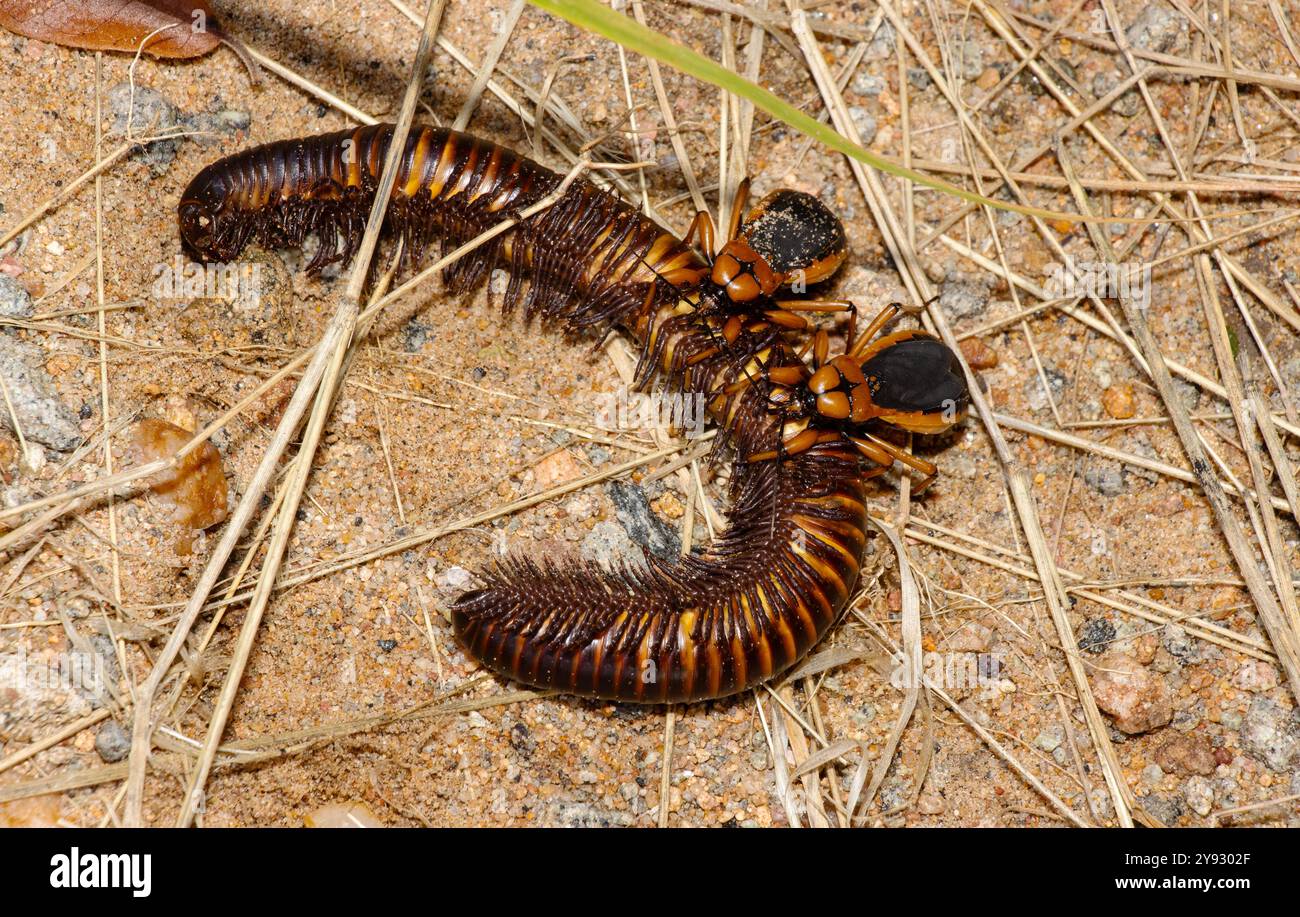 The stabbing proboscis of the Millipede Assassin Bug is the ideal tool ...