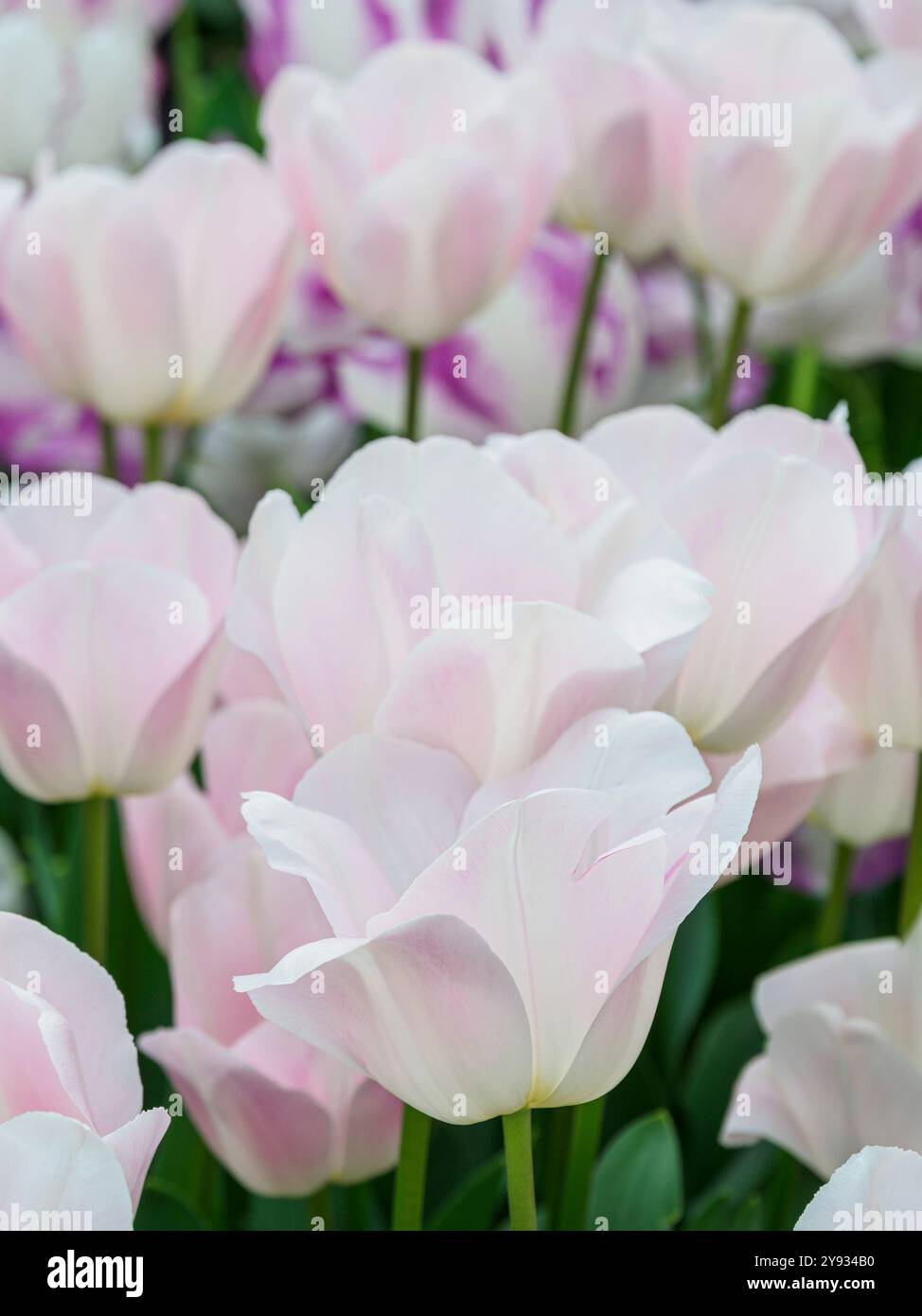 Close up of petals of tulip 'Barcelona beauty' Stock Photo