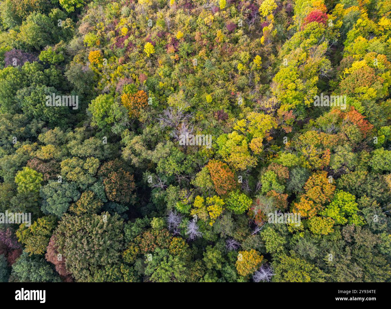 Mehran Forest Federal forest inventory hi-res stock photography and images - Alamy