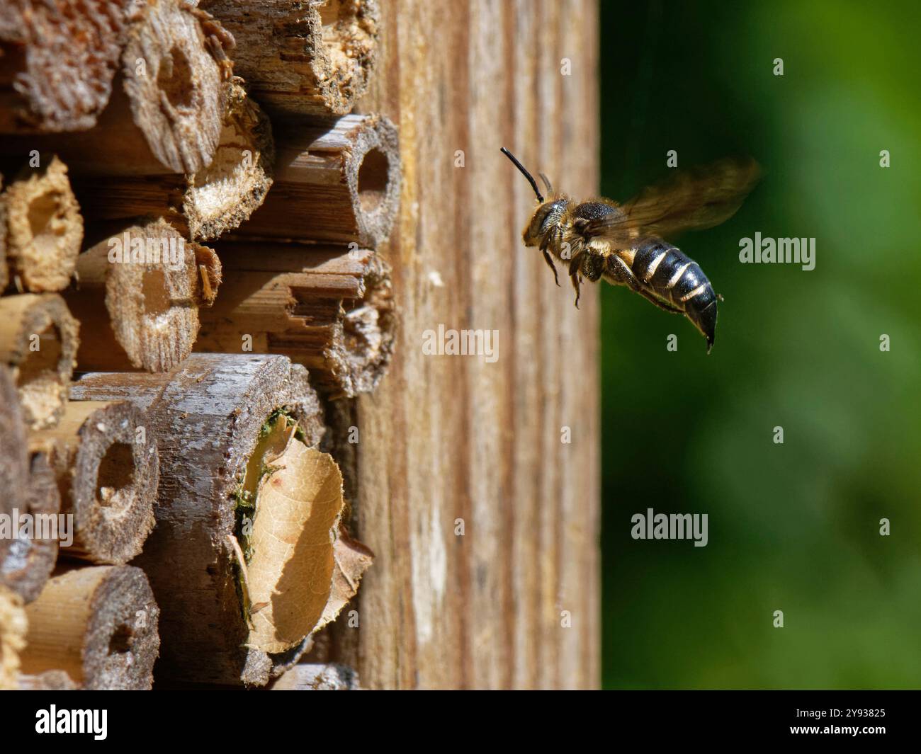 Shiny-vented sharp-tail bee / Cuckoo bee (Coelioxys inermis) hovering ...