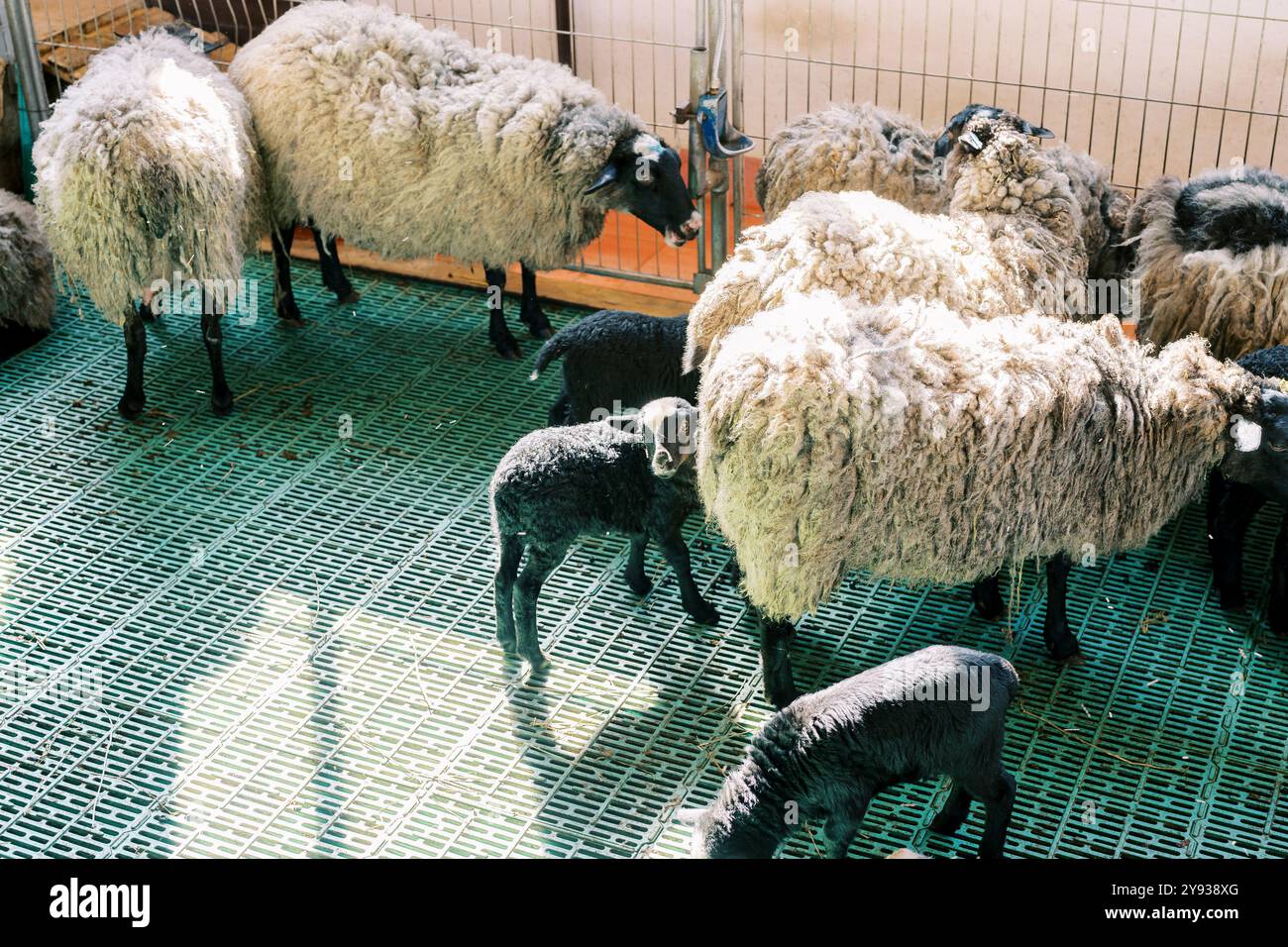 Little black lambs stand in a pen next to their mother sheep Stock ...