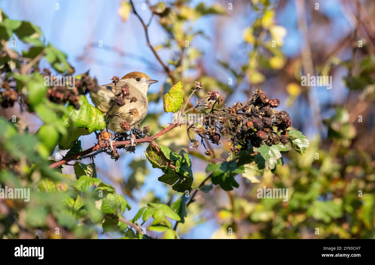 Female blackcap (Sylvia atricapilla) feeding on berries in a hedgerow in autumn Stock Photo