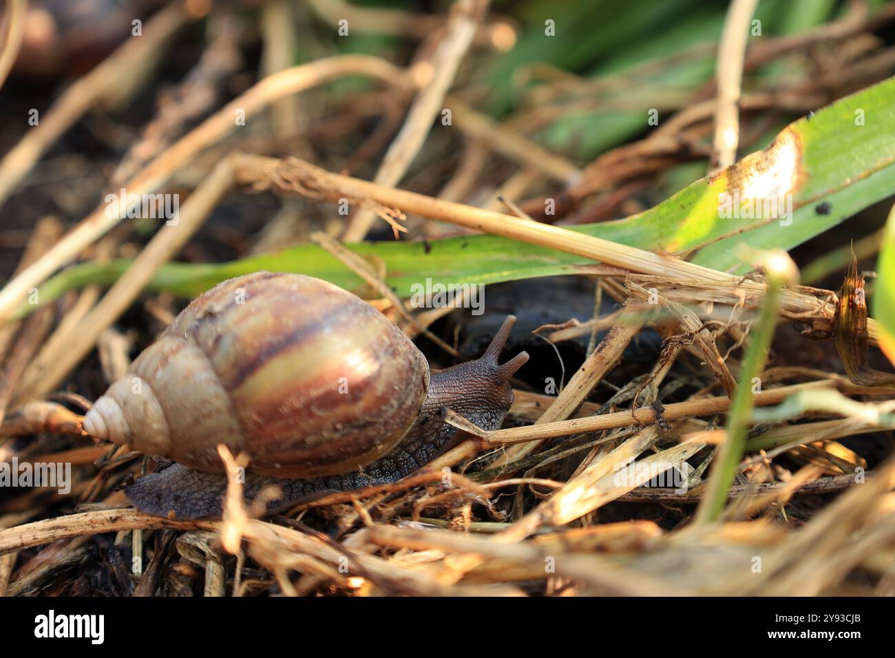 Achatina marginata hi-res stock photography and images - Alamy