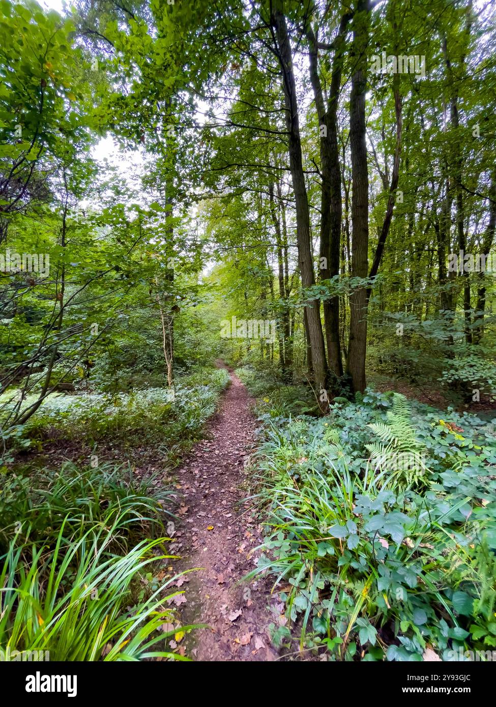 Collin Park Wood fungus foray - Smartphone Captured Stock Image
