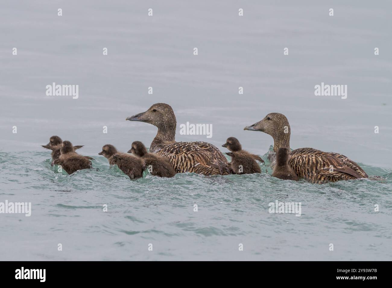Adult female common eider ducks (Somateria mollissima) swimming with ducklings of Edgeoya in Svalbard, Norway, Arctic, Europe Stock Photo