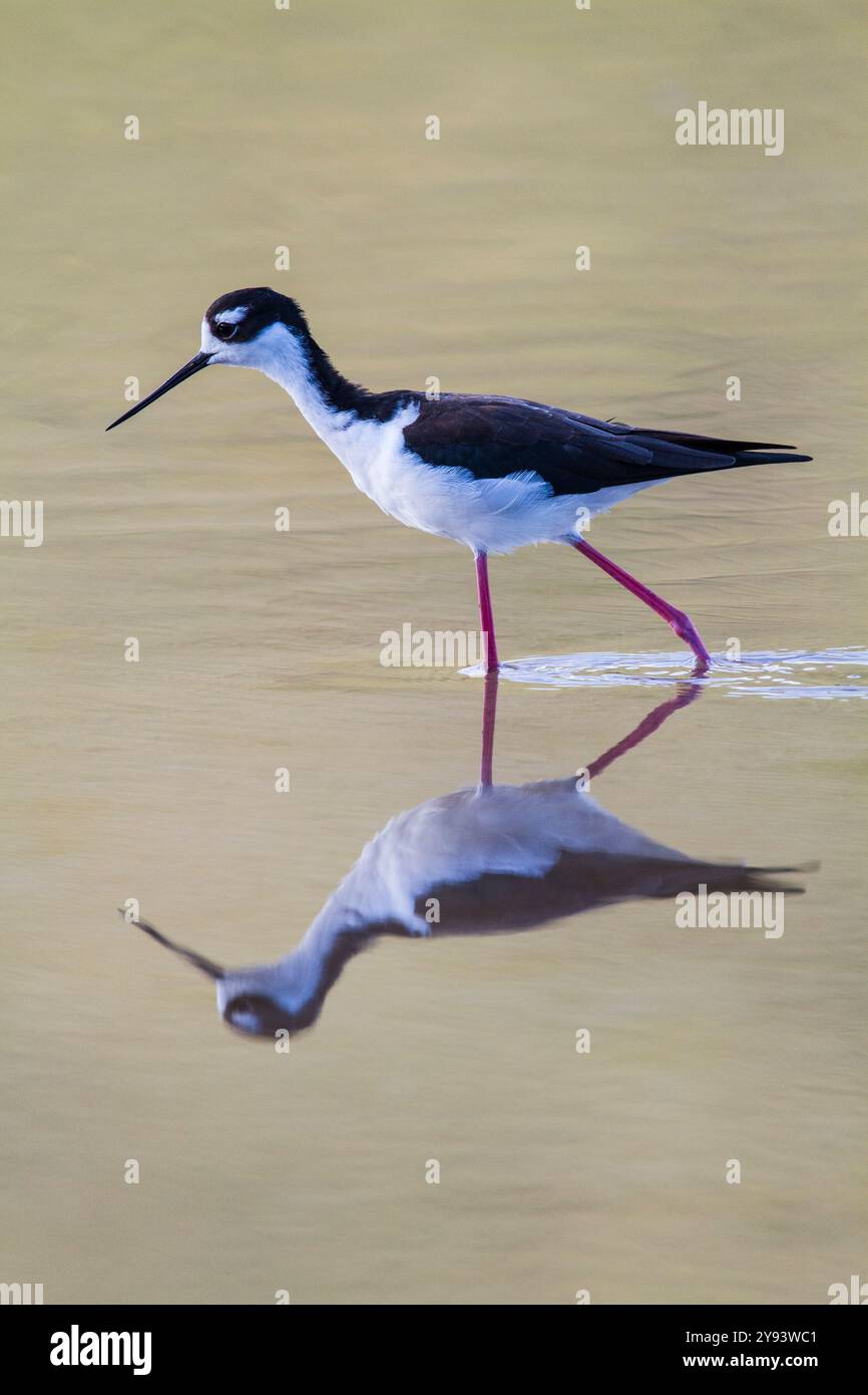 Adult black-necked stilt (Himantopus mexicanus) wading and feeding in a brackish water lagoon on Floreana Island, Galapagos, UNESCO, Ecuador Stock Photo