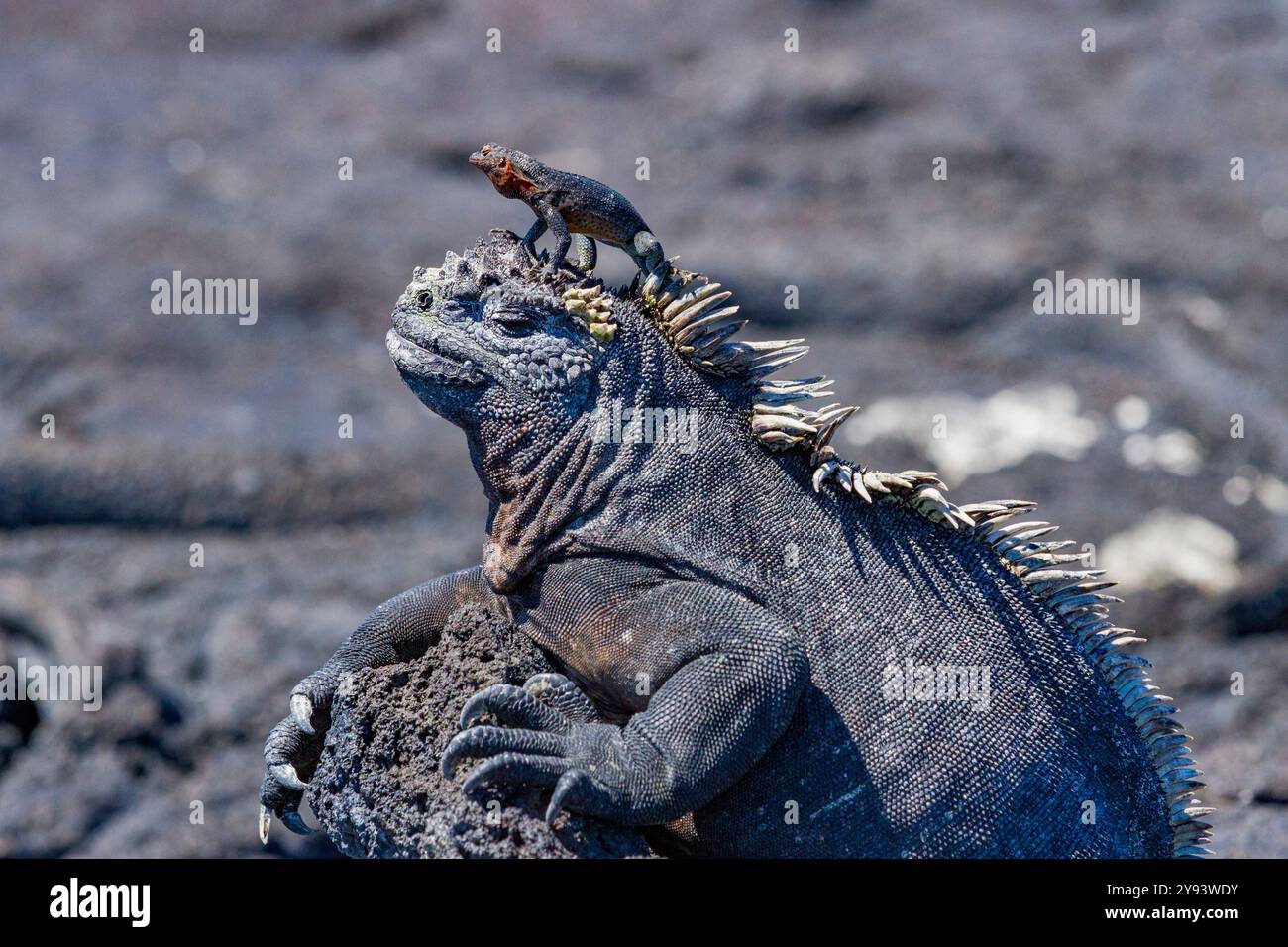 The endemic Galapagos marine iguana (Amblyrhynchus cristatus) with a lava lizard on top of its head, Galapagos, UNESCO World Heritage Site, Ecuador Stock Photo