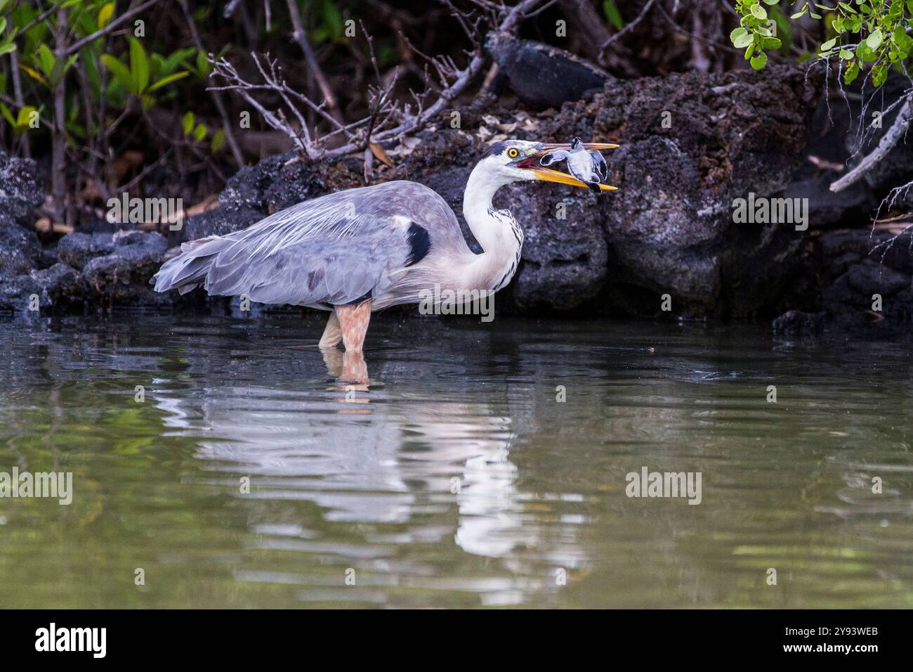 Adult great blue heron (Ardea herodias cognata) feeding on green sea turtle hatchlings, Galapagos Islands, UNESCO World Heritage Site, Ecuador Stock Photo