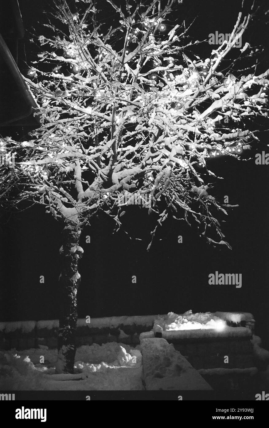 snow covered tree branches with small white lights Stock Photo - Alamy