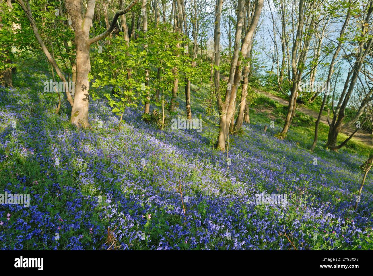 Bluebell wood, Fermain Bay, Island of Guernsey, Bailiwick of Guernsey,  British Crown dependency, English Channel, Europe Stock Photo