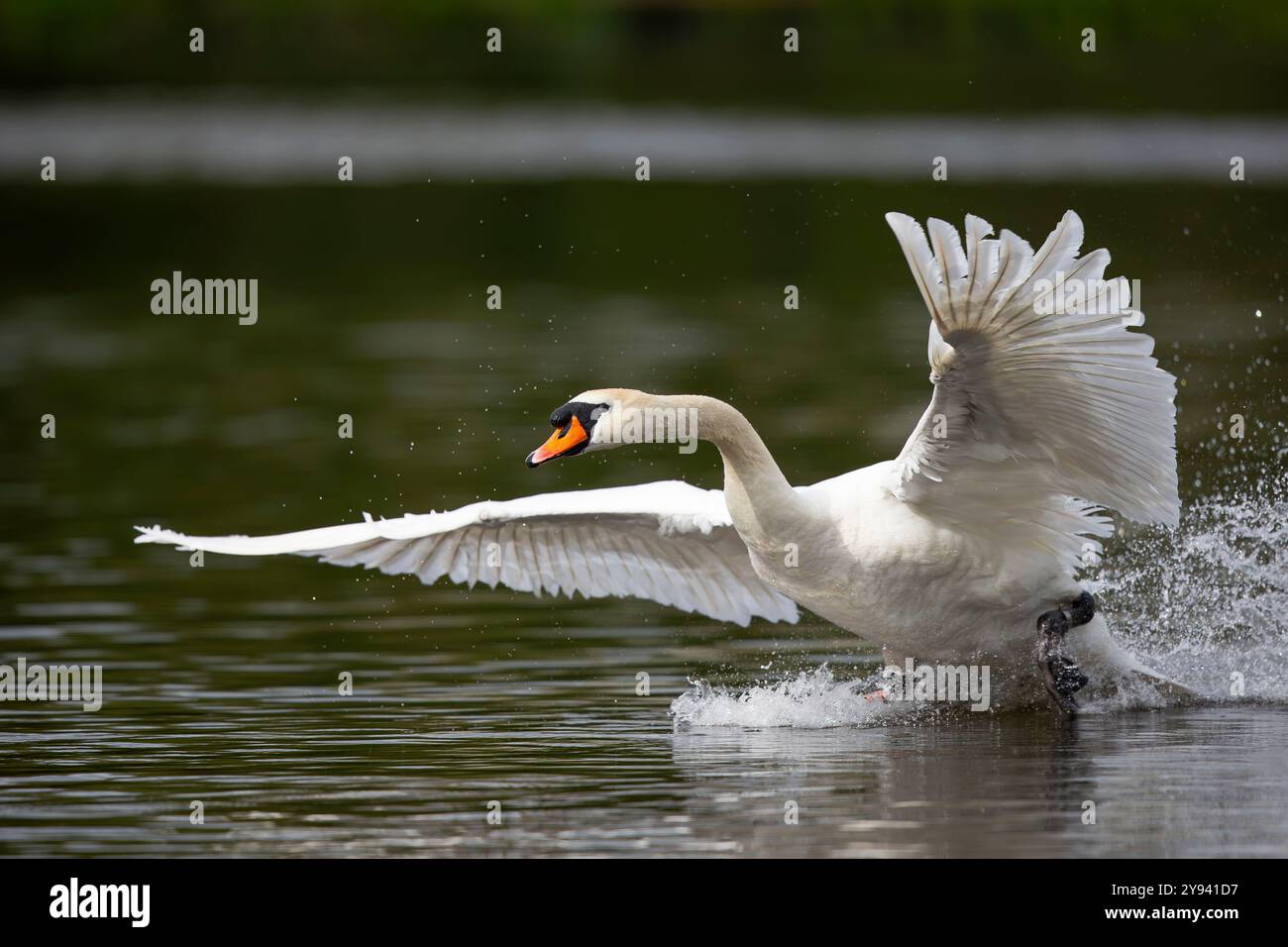 Close up view of a wild, UK mute swan (Cygnus olor) landing on water with wings outstretched. Stock Photo