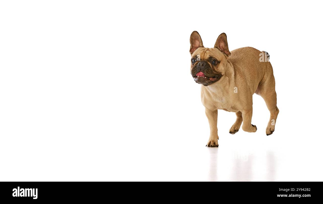 Pug running hi-res stock photography and images - Alamy