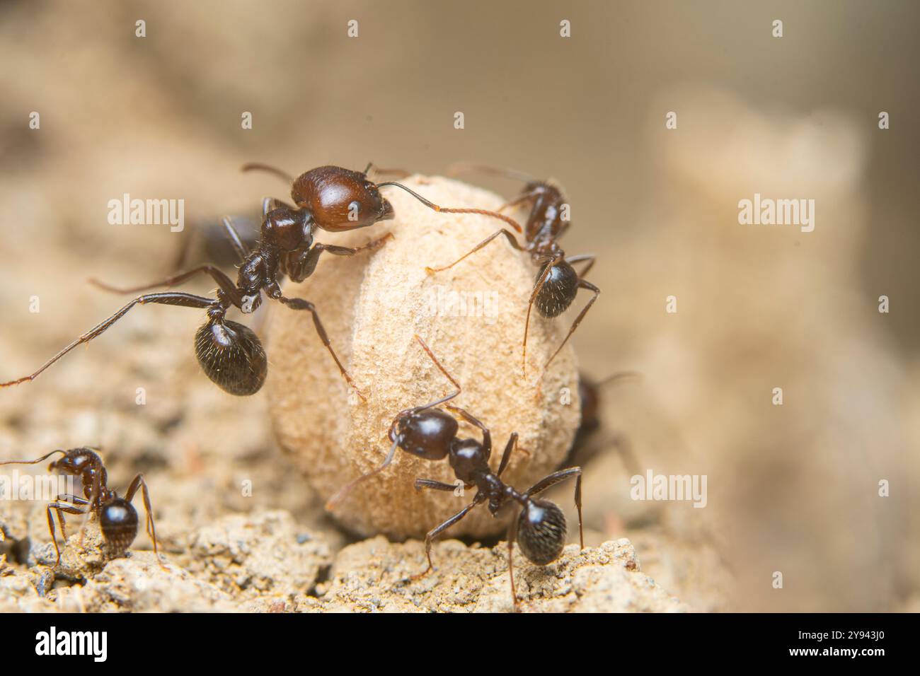 A group of ants collaboratively transporting a seed over sandy terrain ...