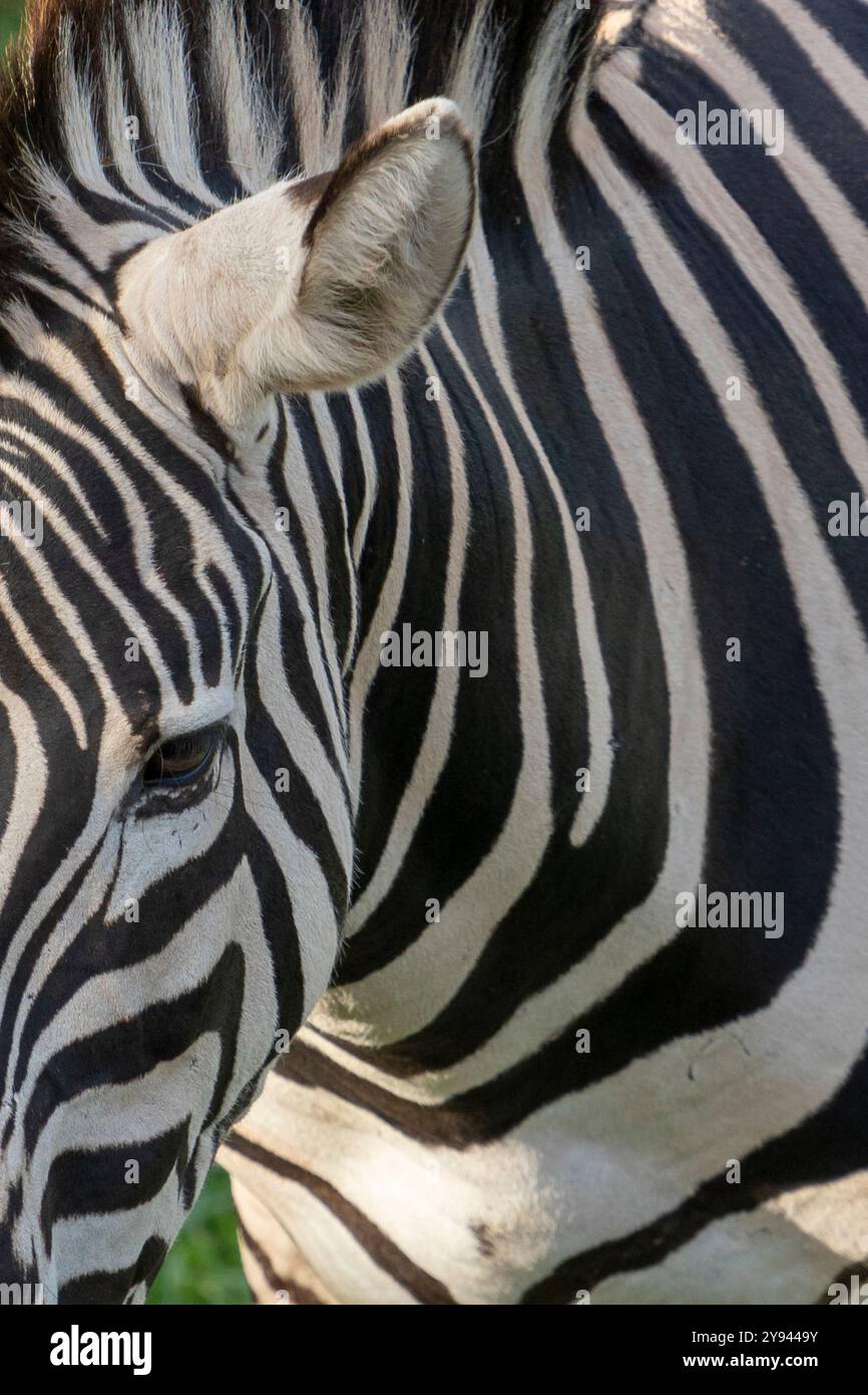 Highlighting distinctive patterns hi-res stock photography and images ...