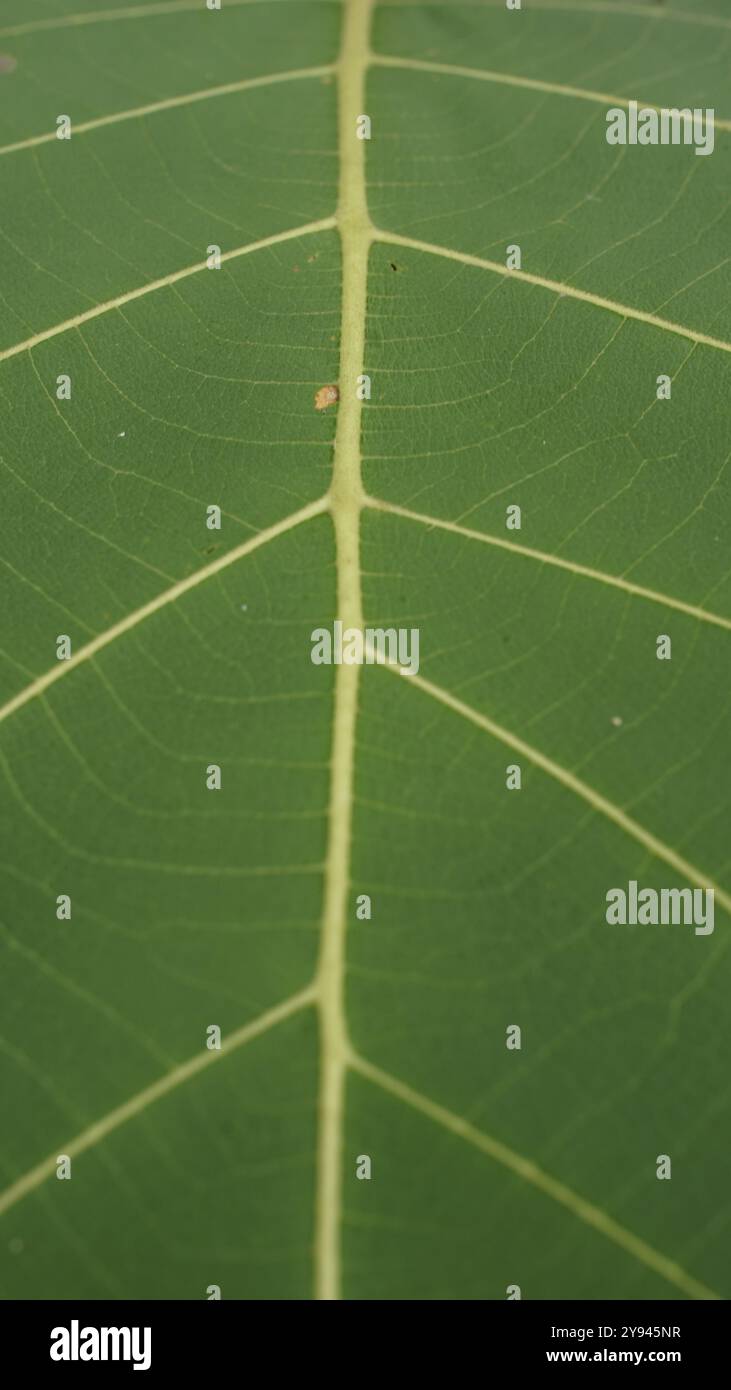 Teak tree plantation hi-res stock photography and images - Alamy