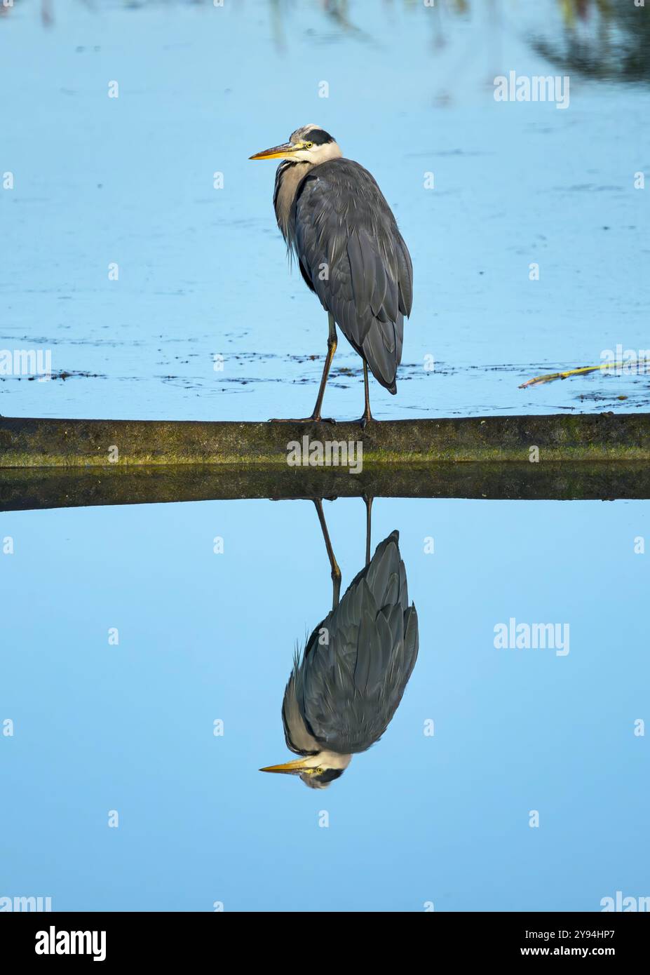 Grey Heron at Caen Hill Locks pond, Devizes watching and waiting for fish, with a perfect reflection in the water. Stock Photo