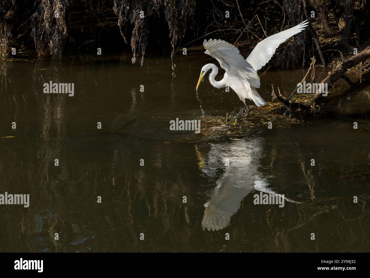 Great White Egret trying to catch fish on banks of Chew Valley Lake, Somerset with reflection Stock Photo