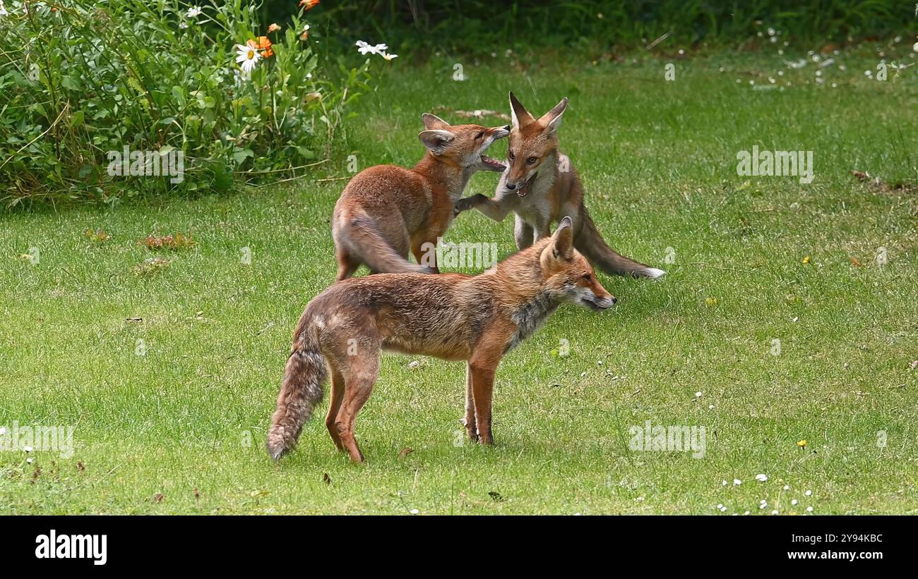 Three red foxes playing at fighting Stock Photo