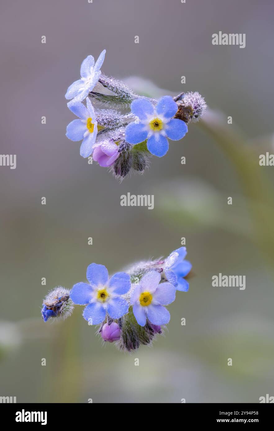 Early forget-me-not Stock Photo