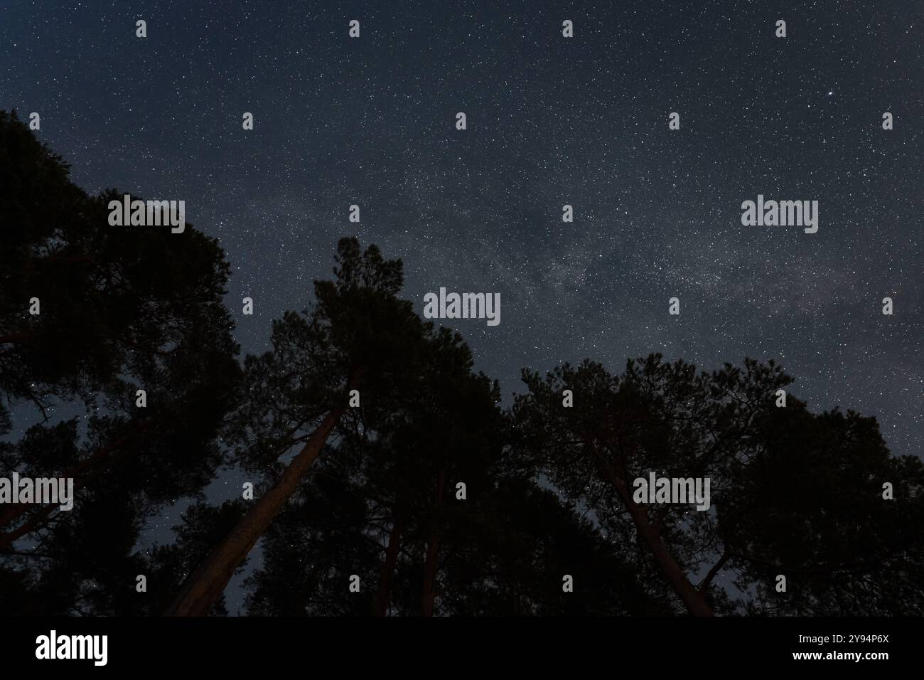 Night pine forest and starry sky, Milky Way Stock Photo - Alamy