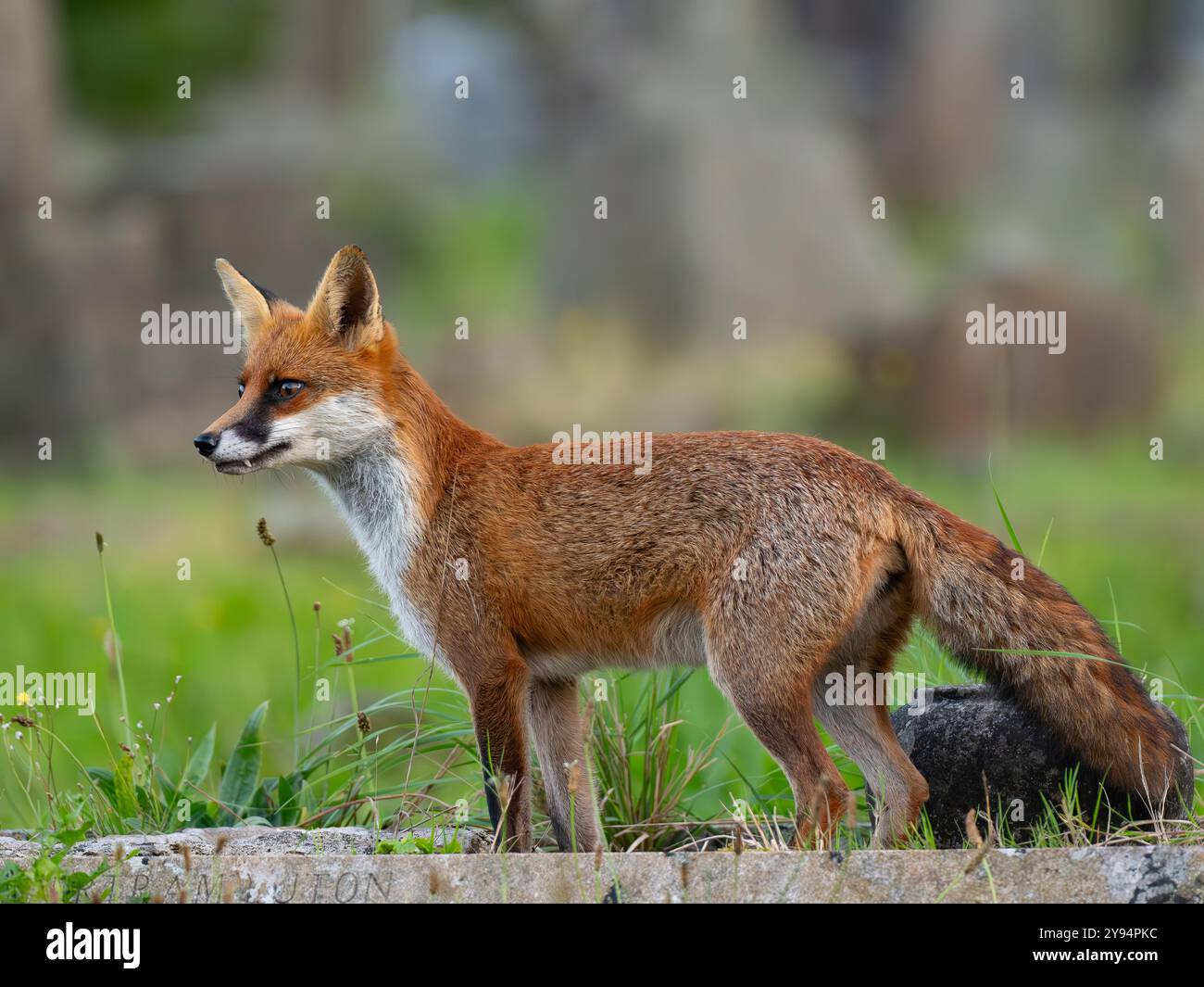 Red fox on alert [ vulpes vulpes ] in Bristol UK Stock Photo - Alamy