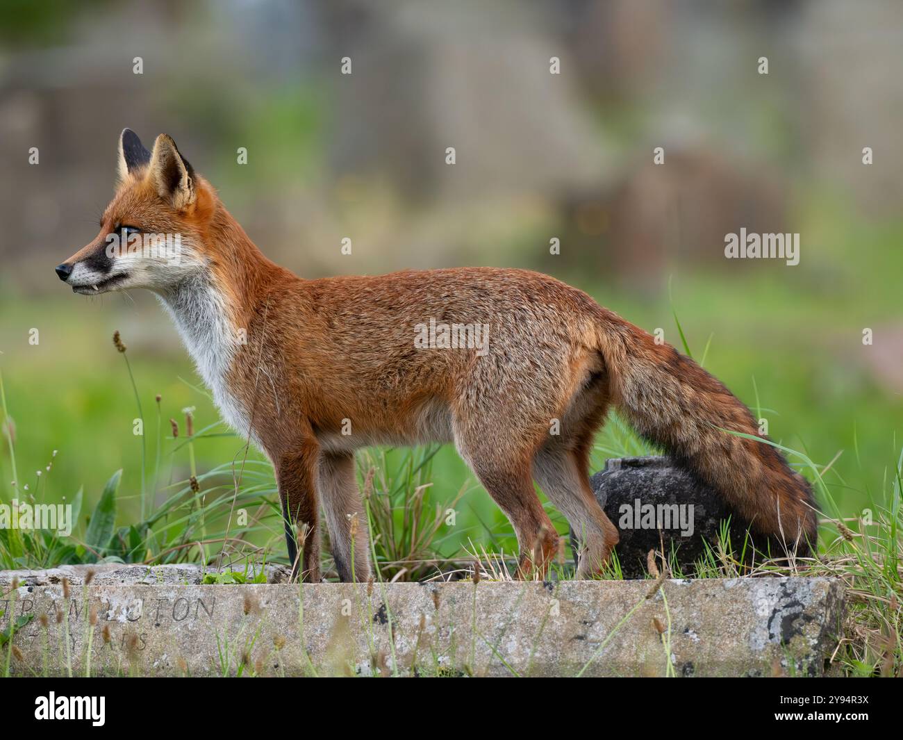 Red fox on alert [ vulpes vulpes ] in Bristol UK Stock Photo - Alamy
