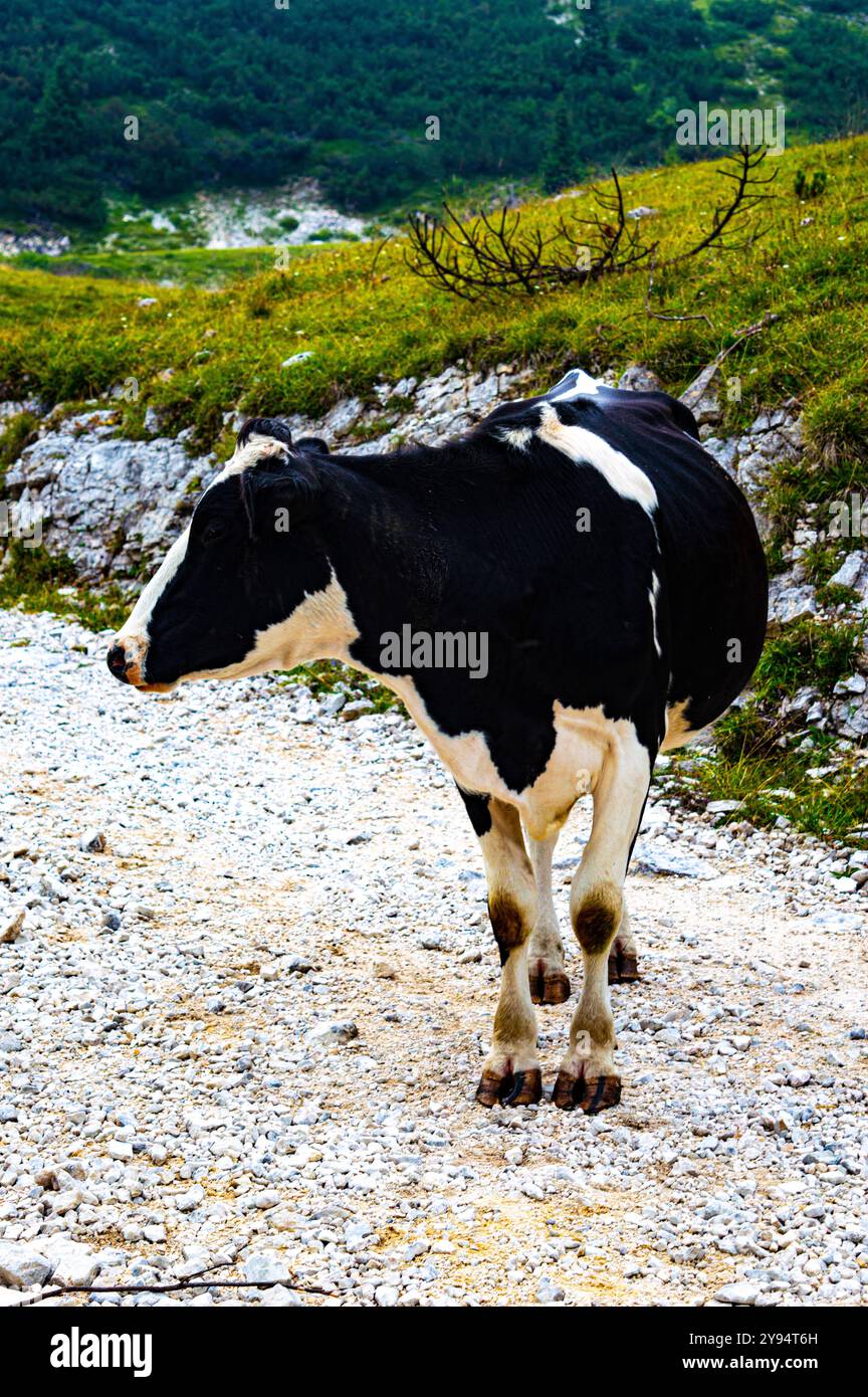 grazing black and white cow in Asiago Stock Photo - Alamy