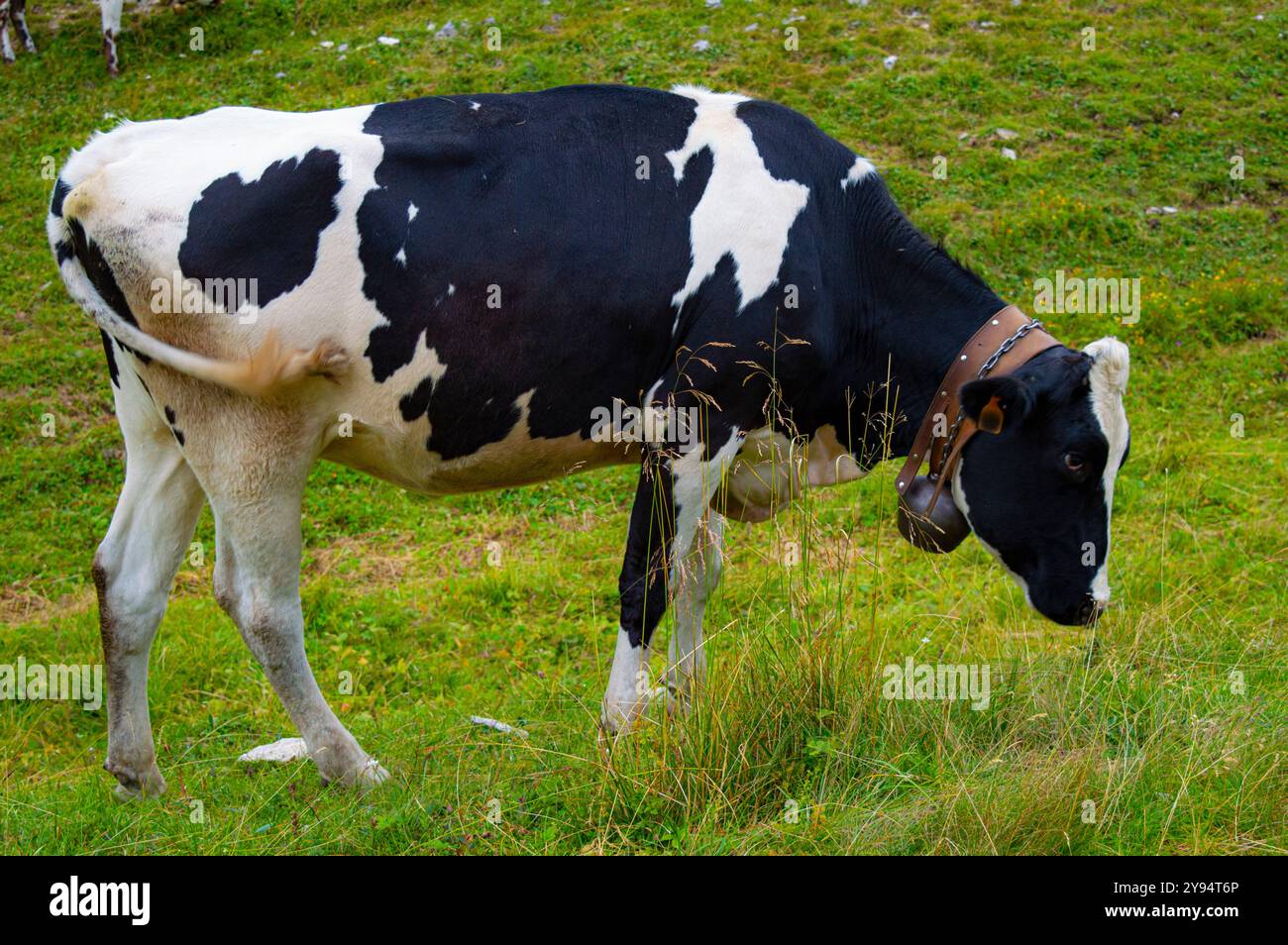 grazing black and white cow in Asiago Stock Photo - Alamy
