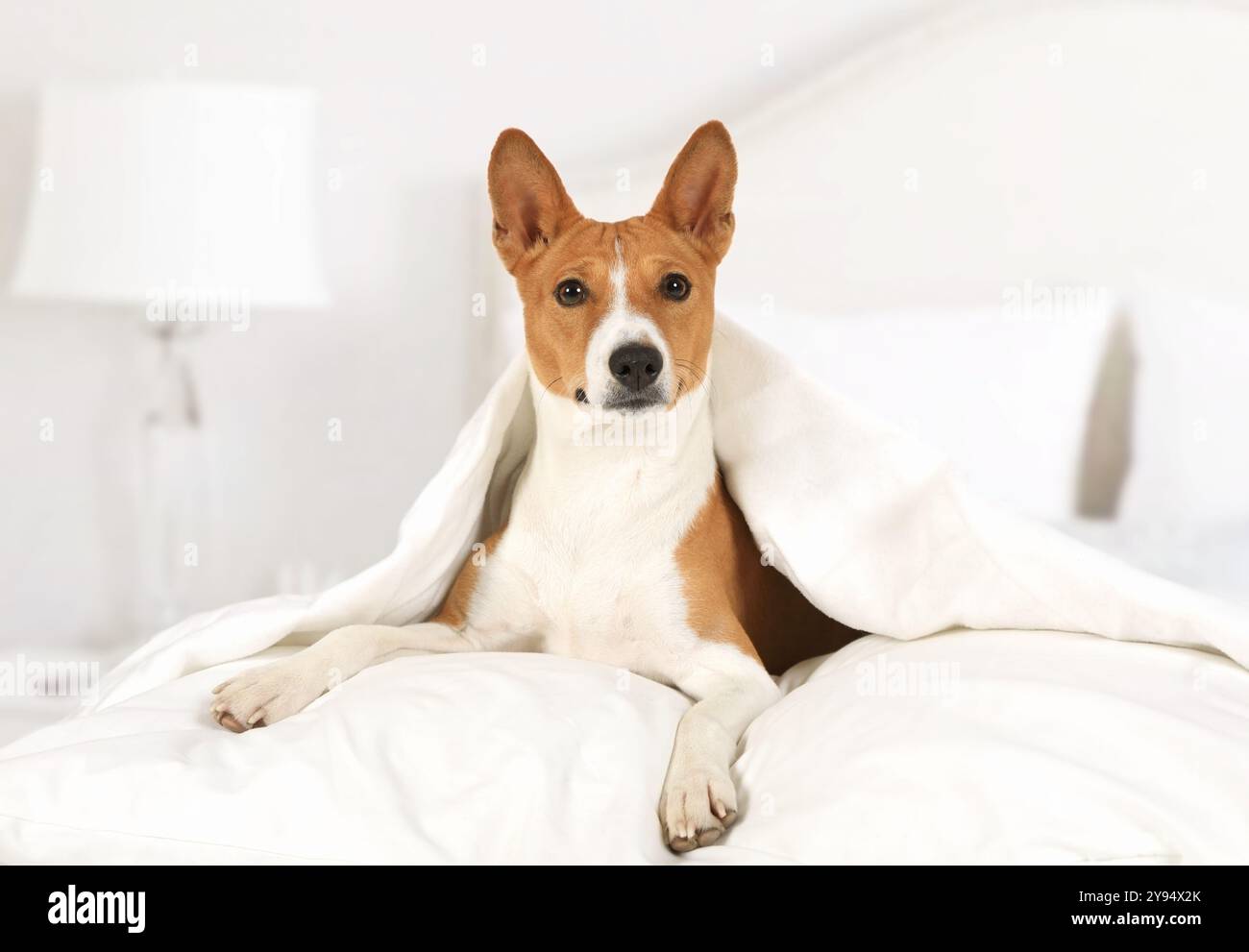 Dog breed Basenji lying on the bed covered with a blanket in the ...