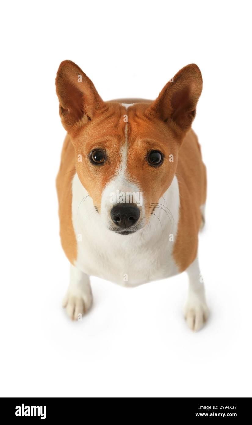 POV portrait of cute Basenji dog looking into camera, isolated on white ...