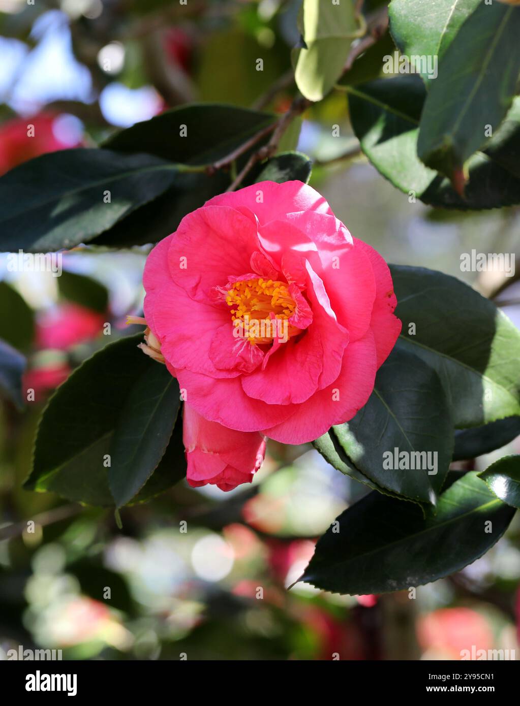 Camellia japonica l hi-res stock photography and images - Alamy