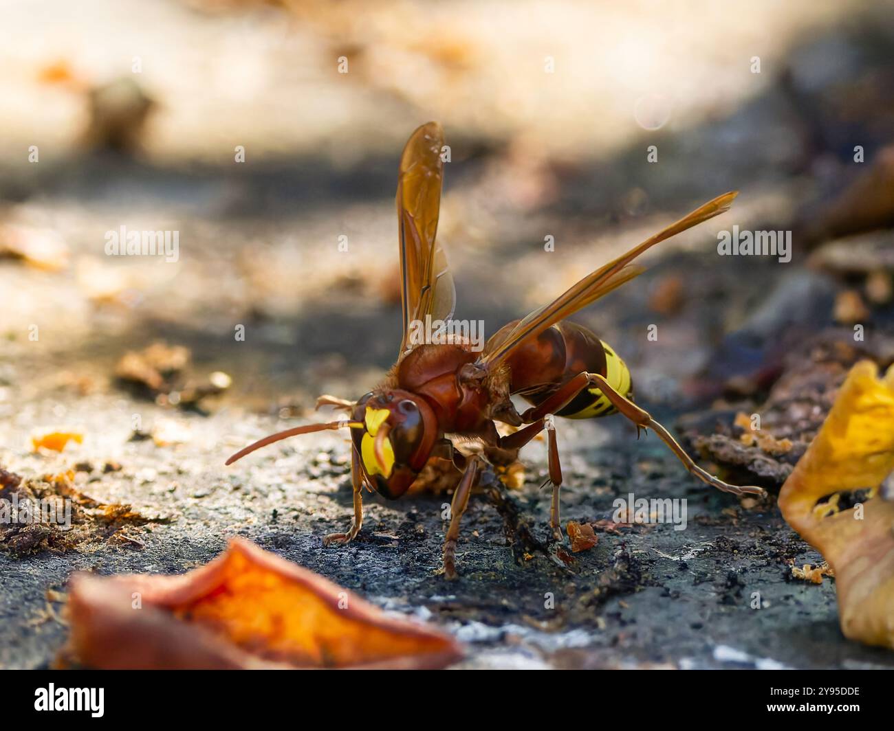 An Oriental hornet, Vespa orientalis, searching for food. Stock Photo
